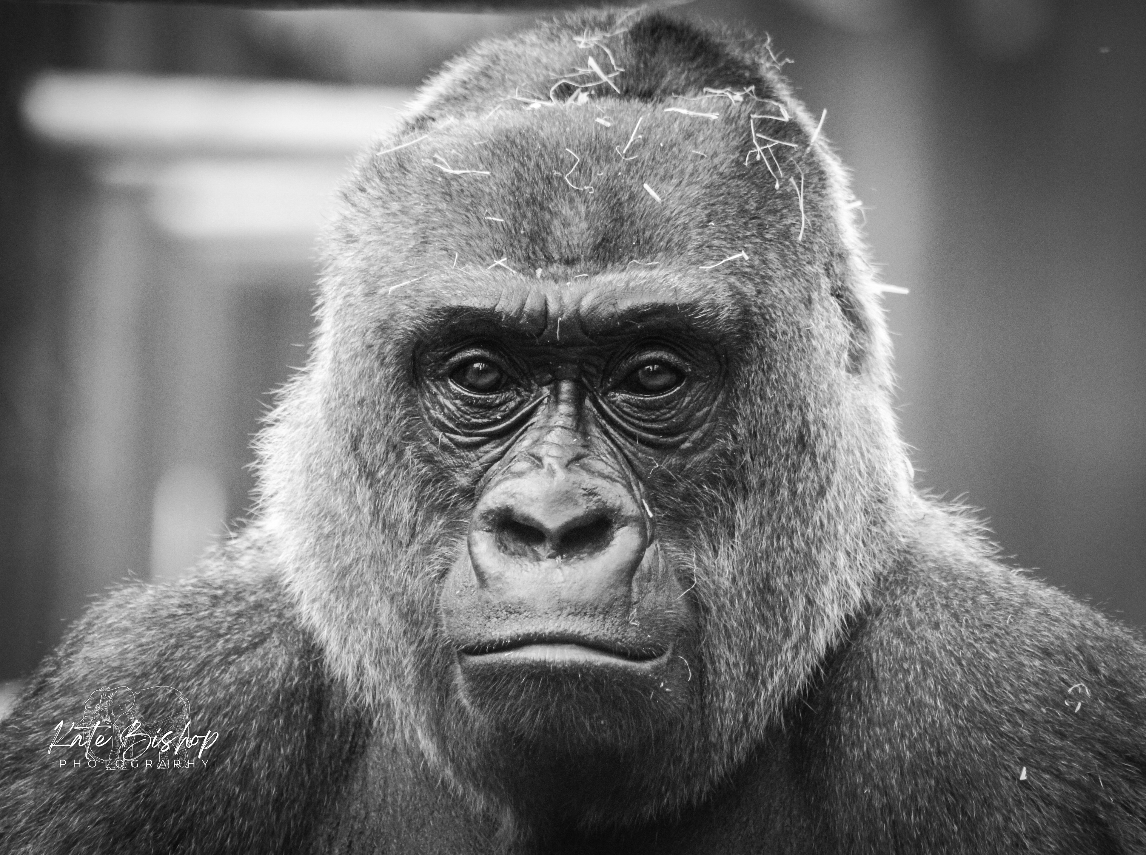Tibs, Western Lowland Gorilla