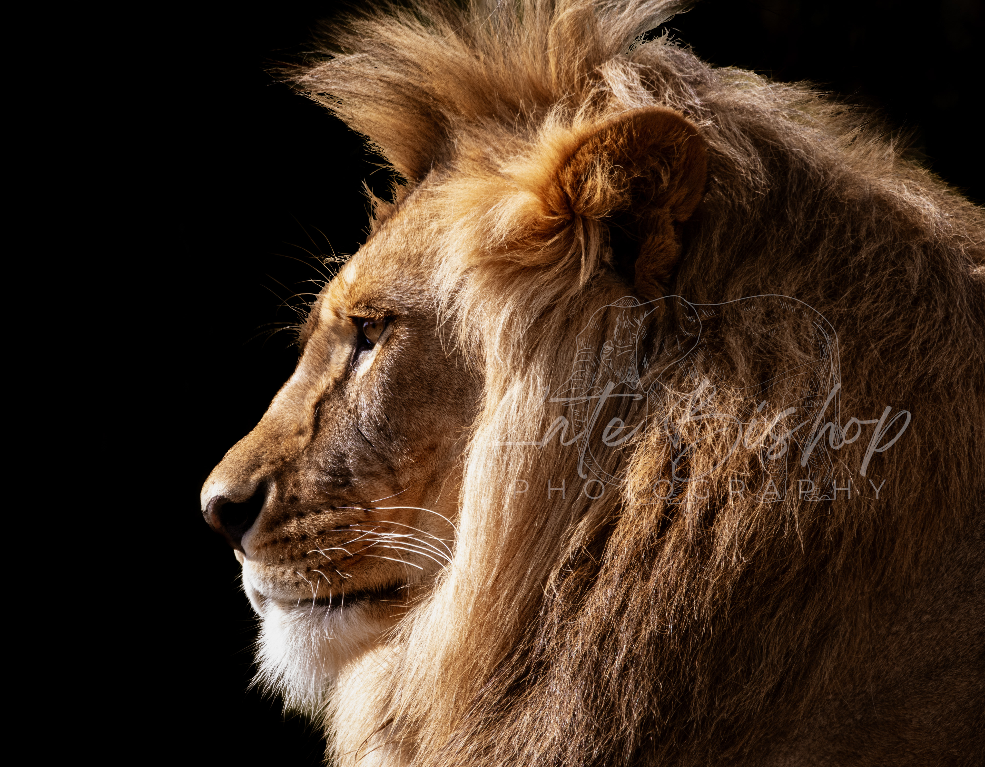 Khari, African Lion