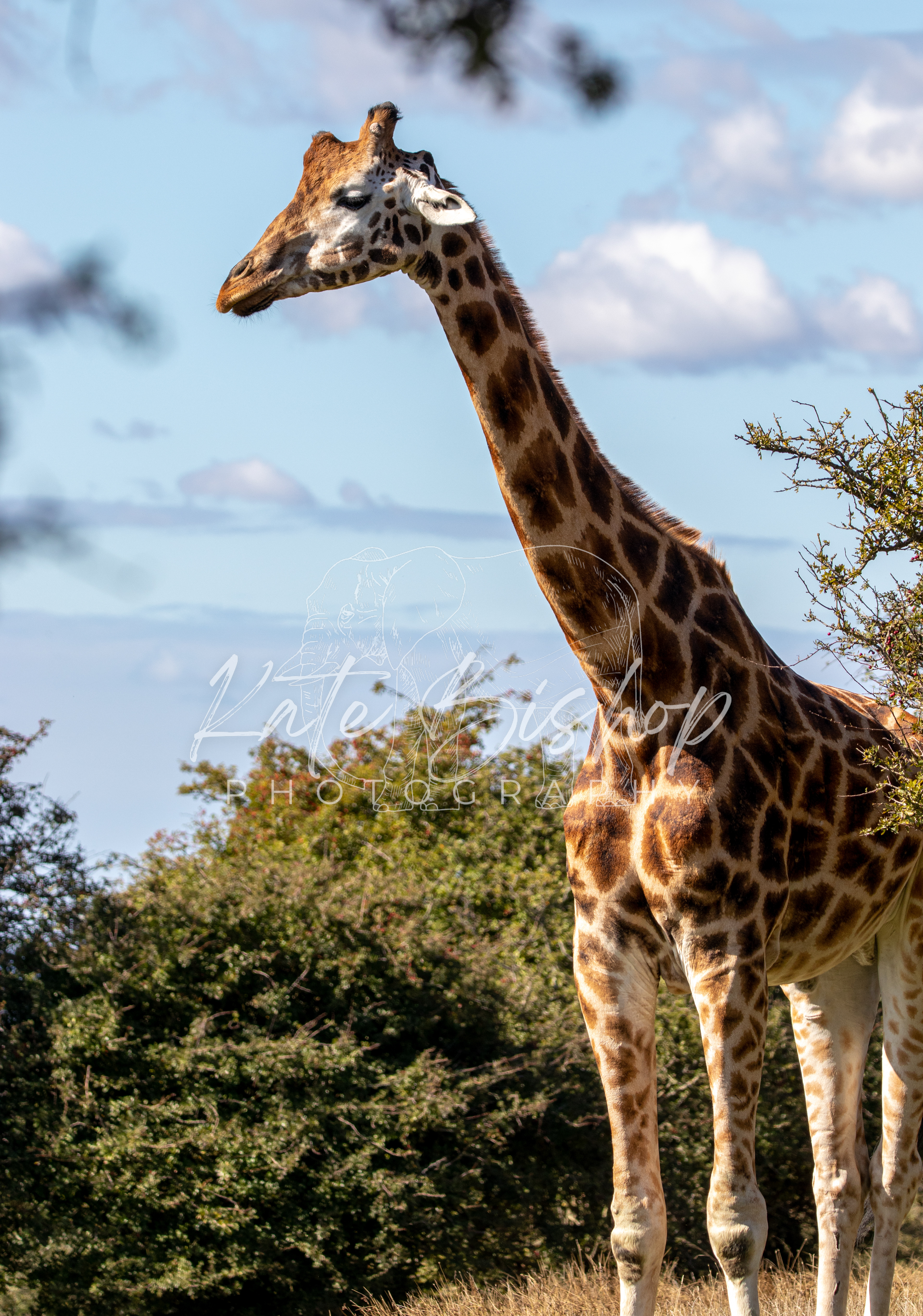 Valentino, Nubian Giraffe