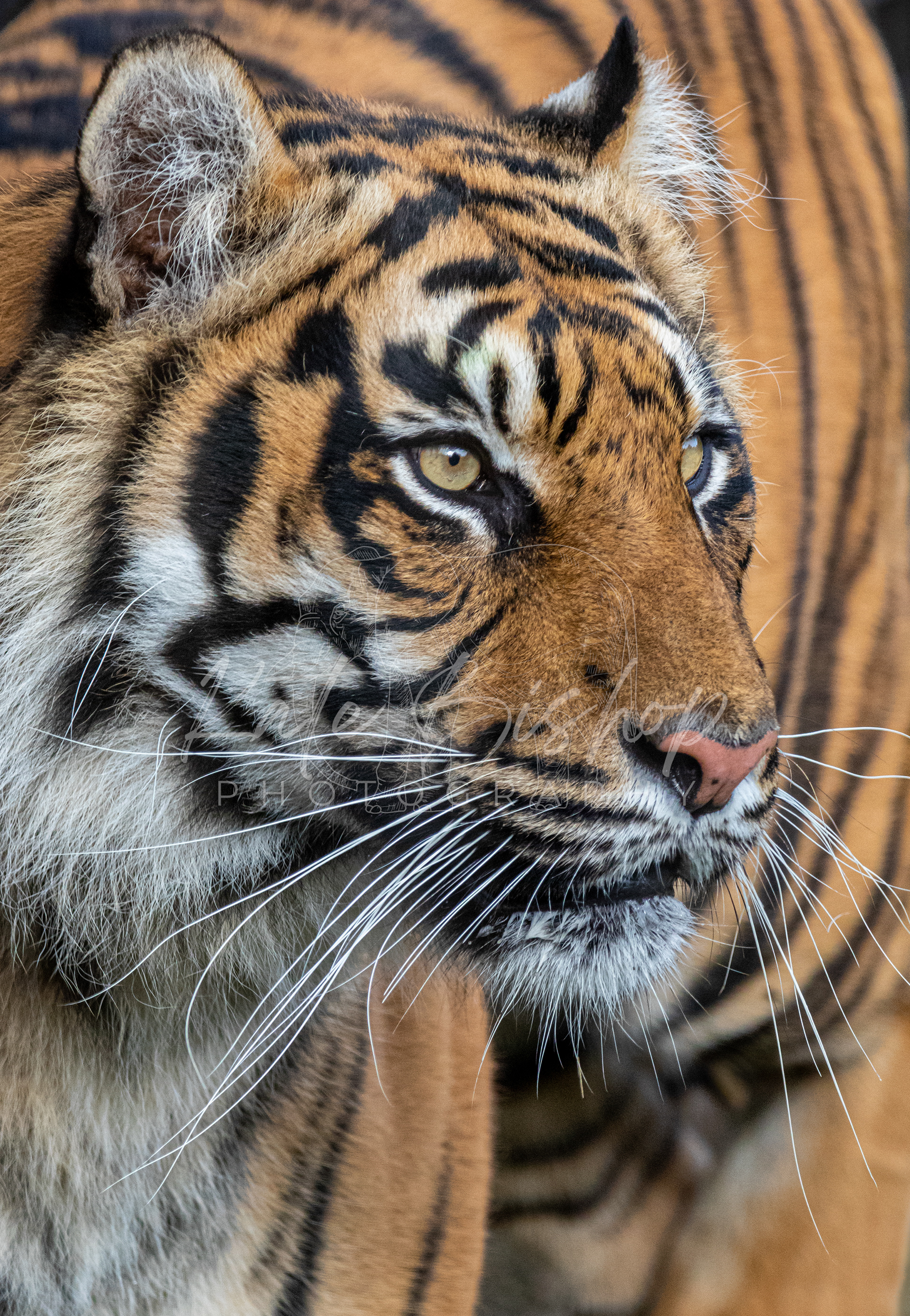 Tipah, Sumatran Tigress