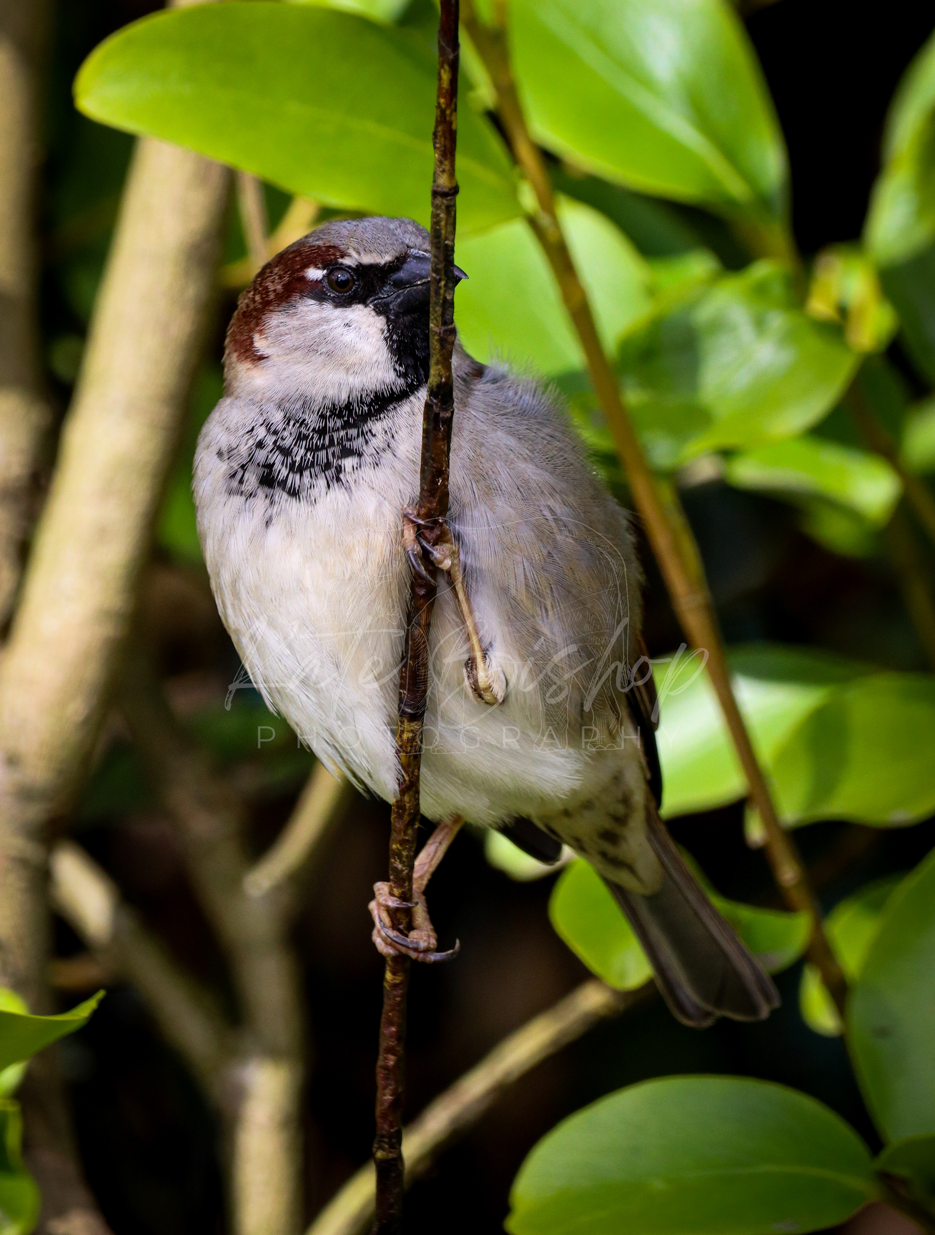 Sparrow