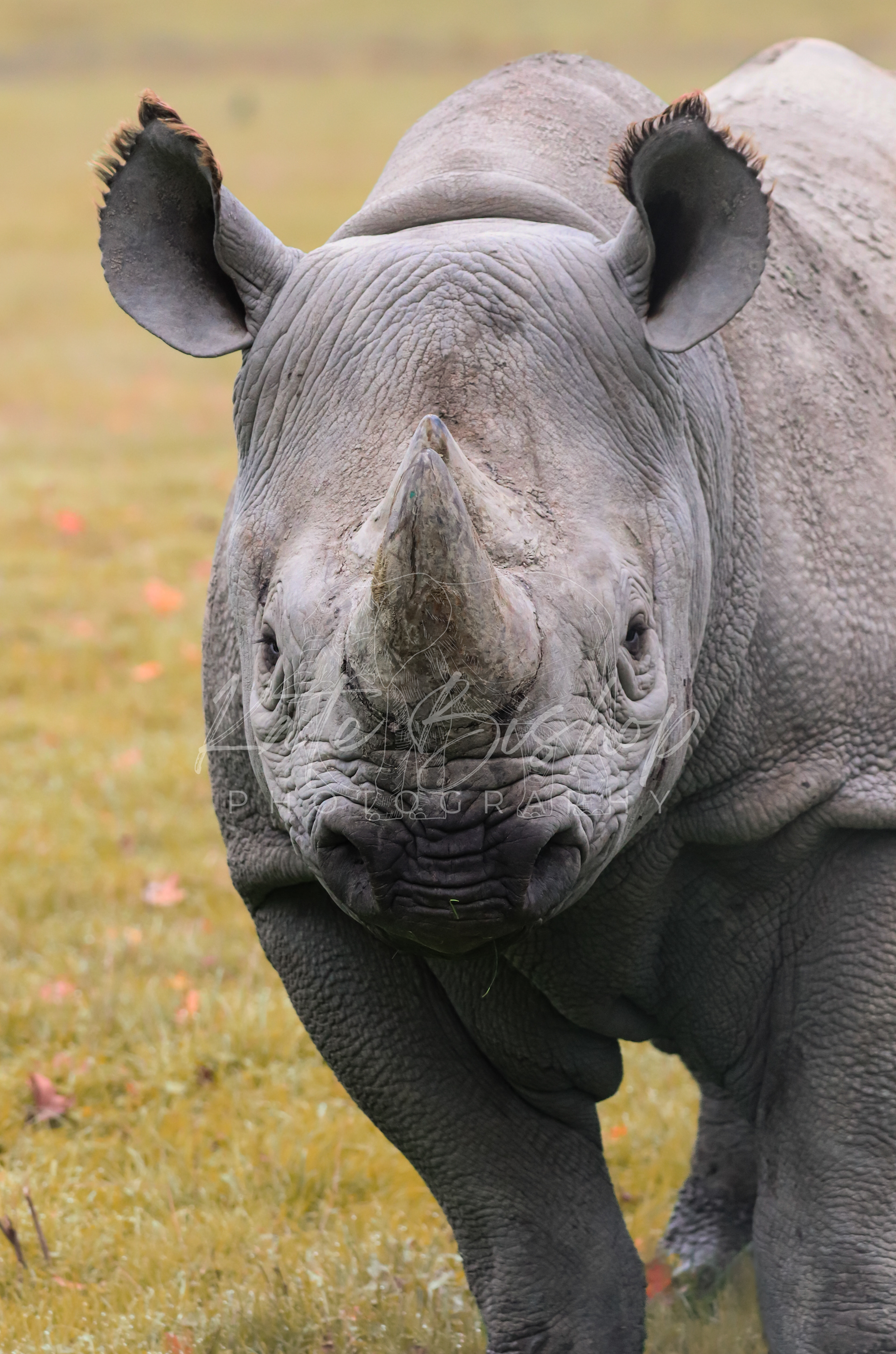 Malewa, Eastern Black Rhino