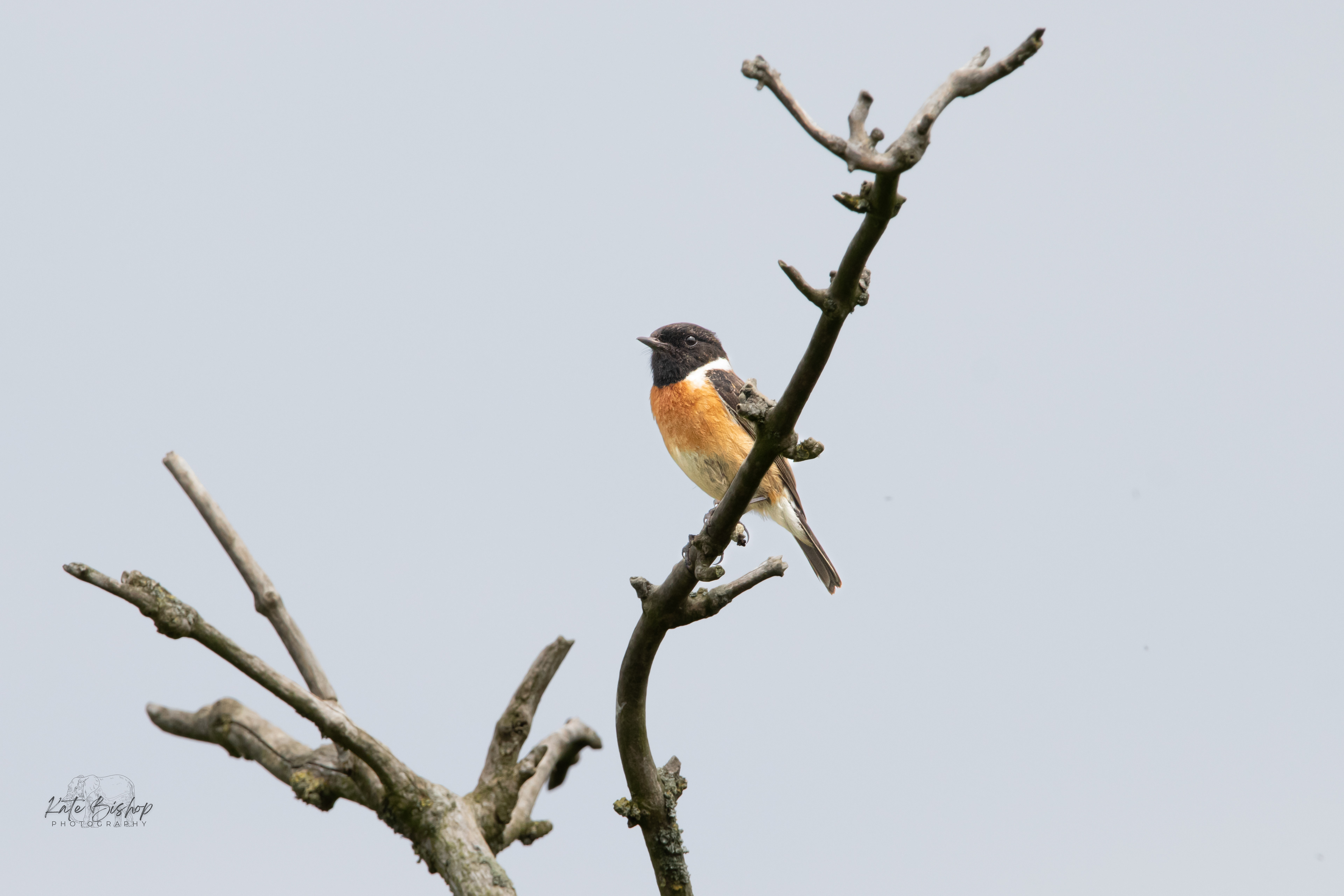 Male Stonechat