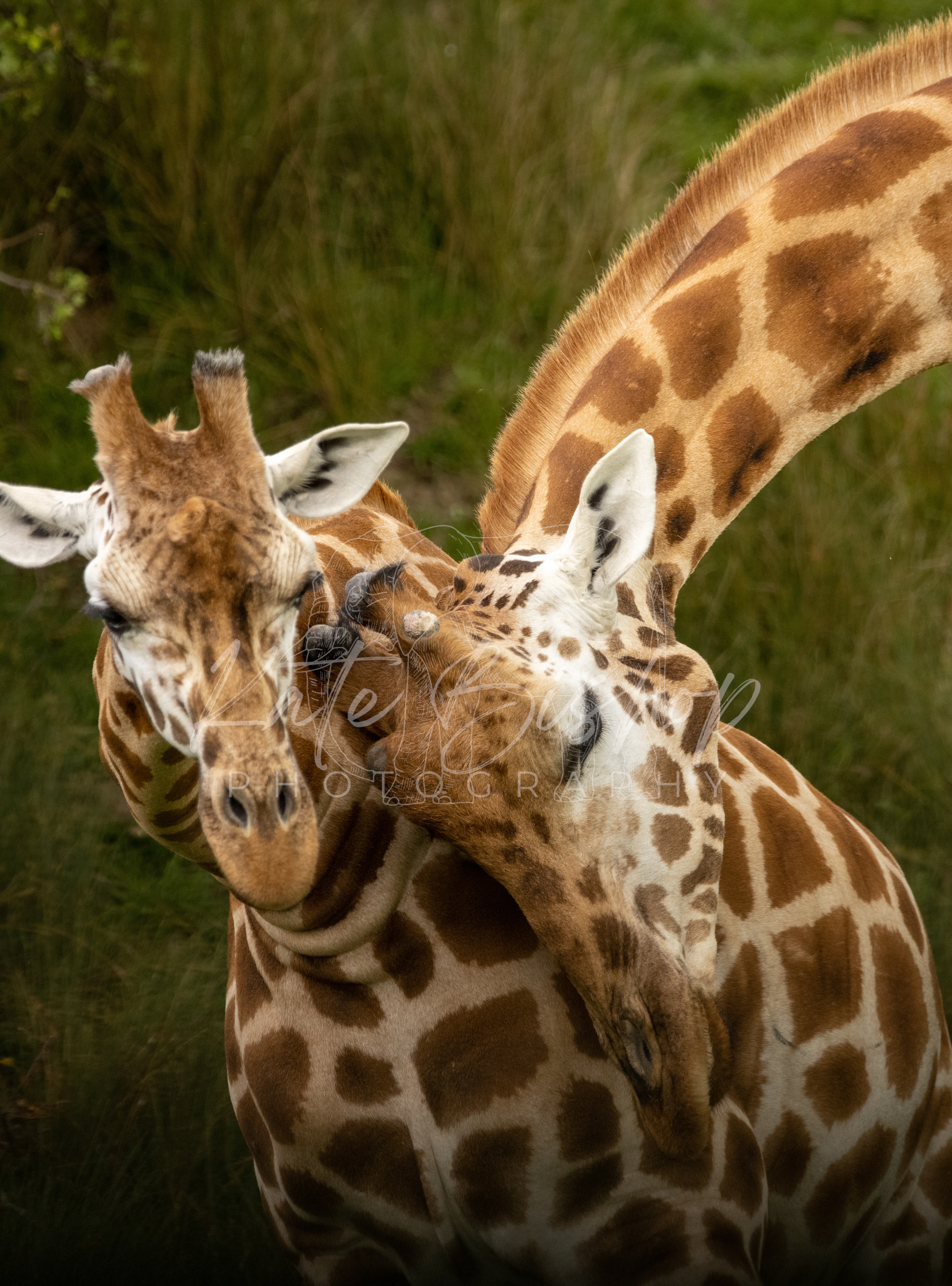 Nubian Giraffe