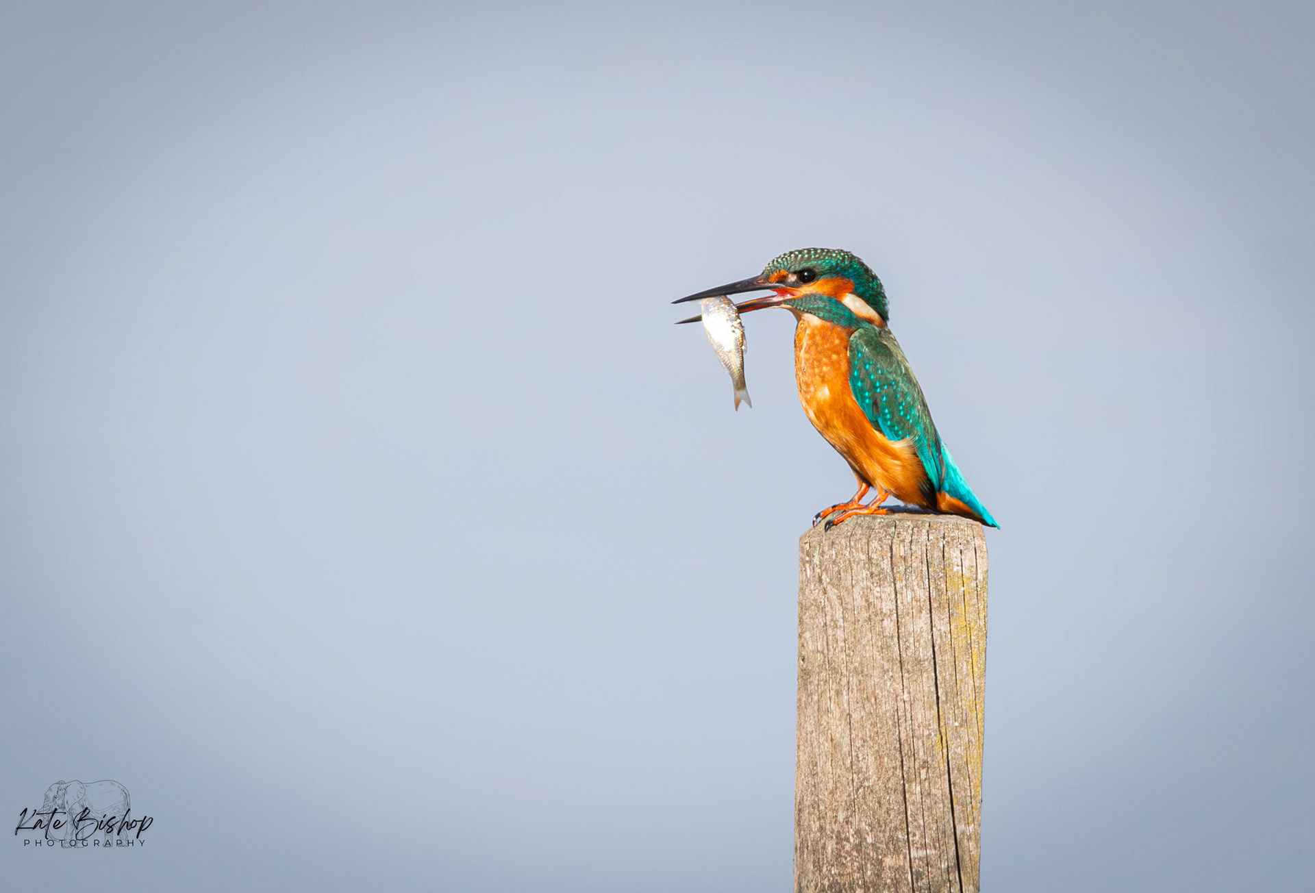 Common Kingfisher