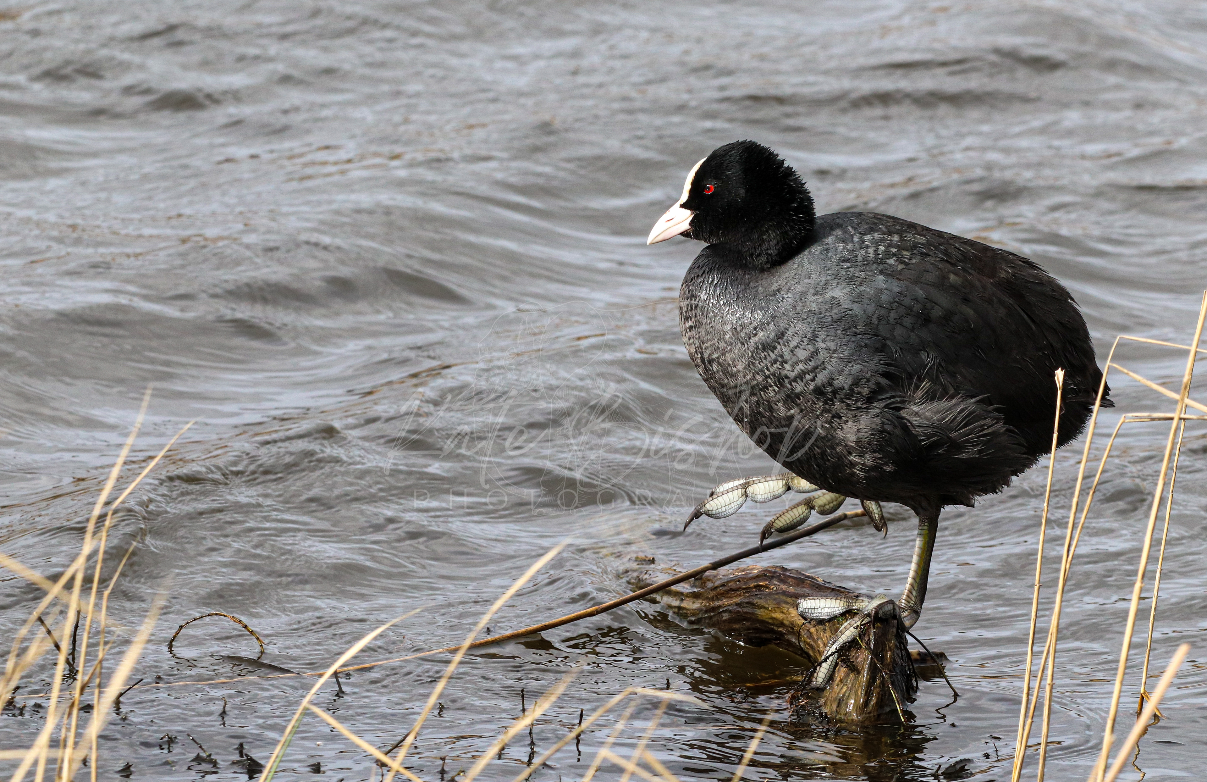 Coot