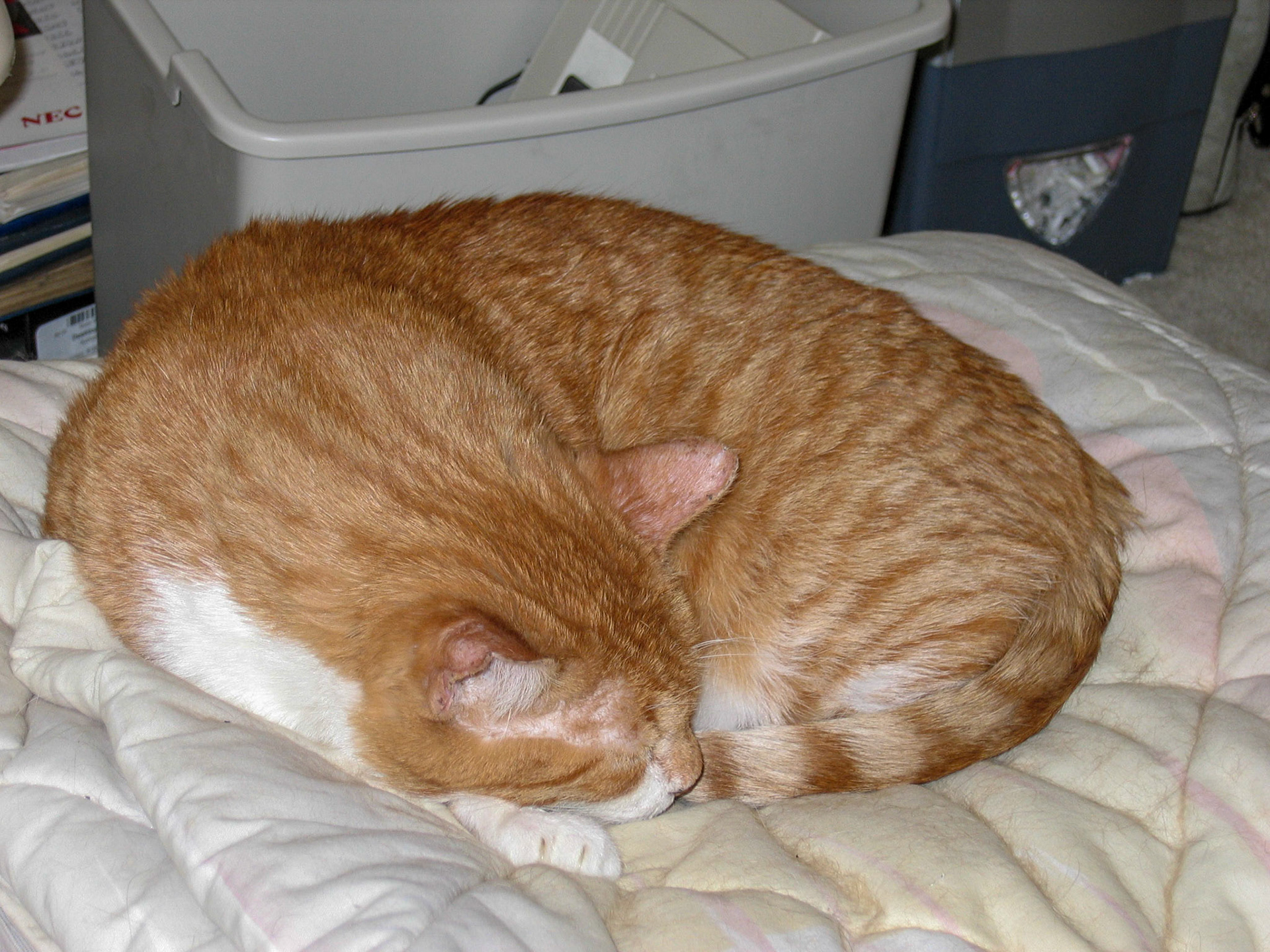 Tom sleeping on the bed - Alexandria, VA