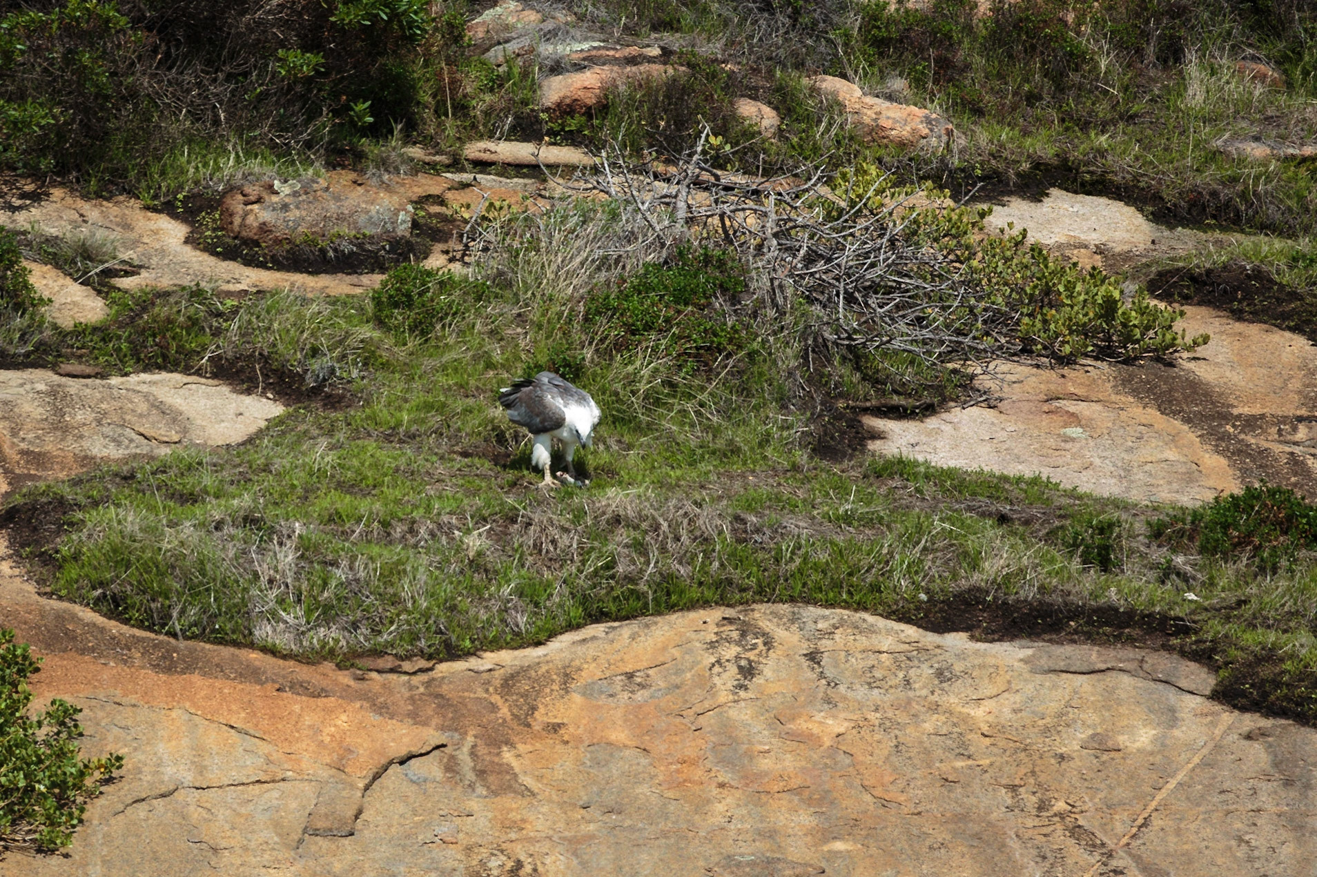 Sea Eagle with catch - Esperance, Australia