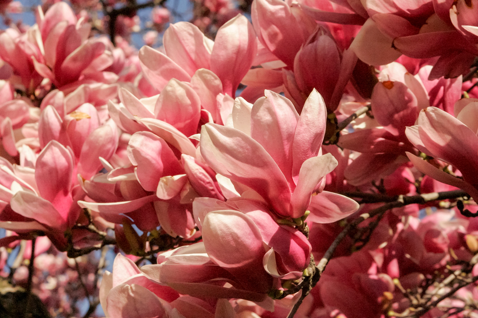 Tulip tree blossoms - Washington, DC