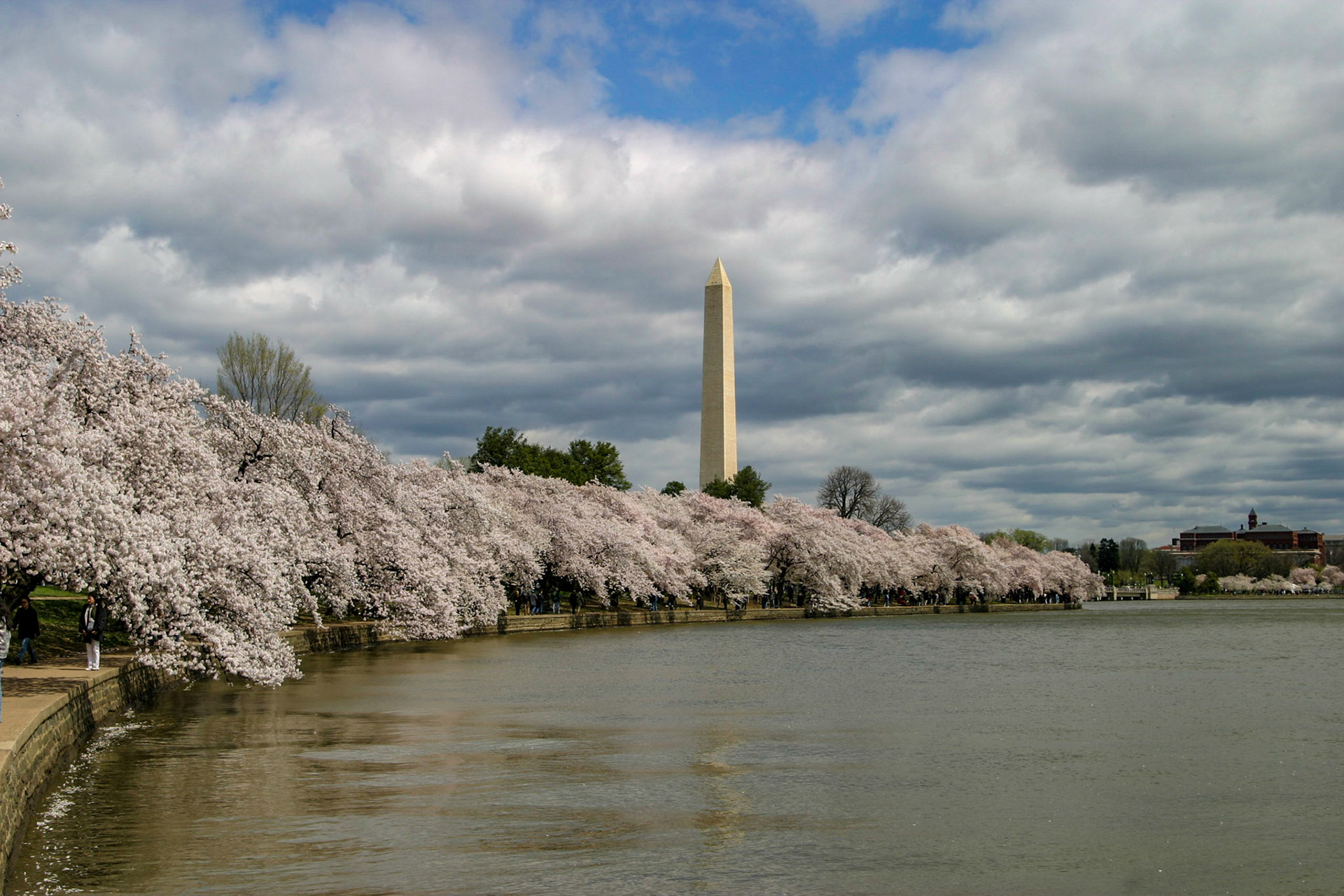Cherry blossoms around the Tidal Basin with Washington Memorial in background - Washington, DC