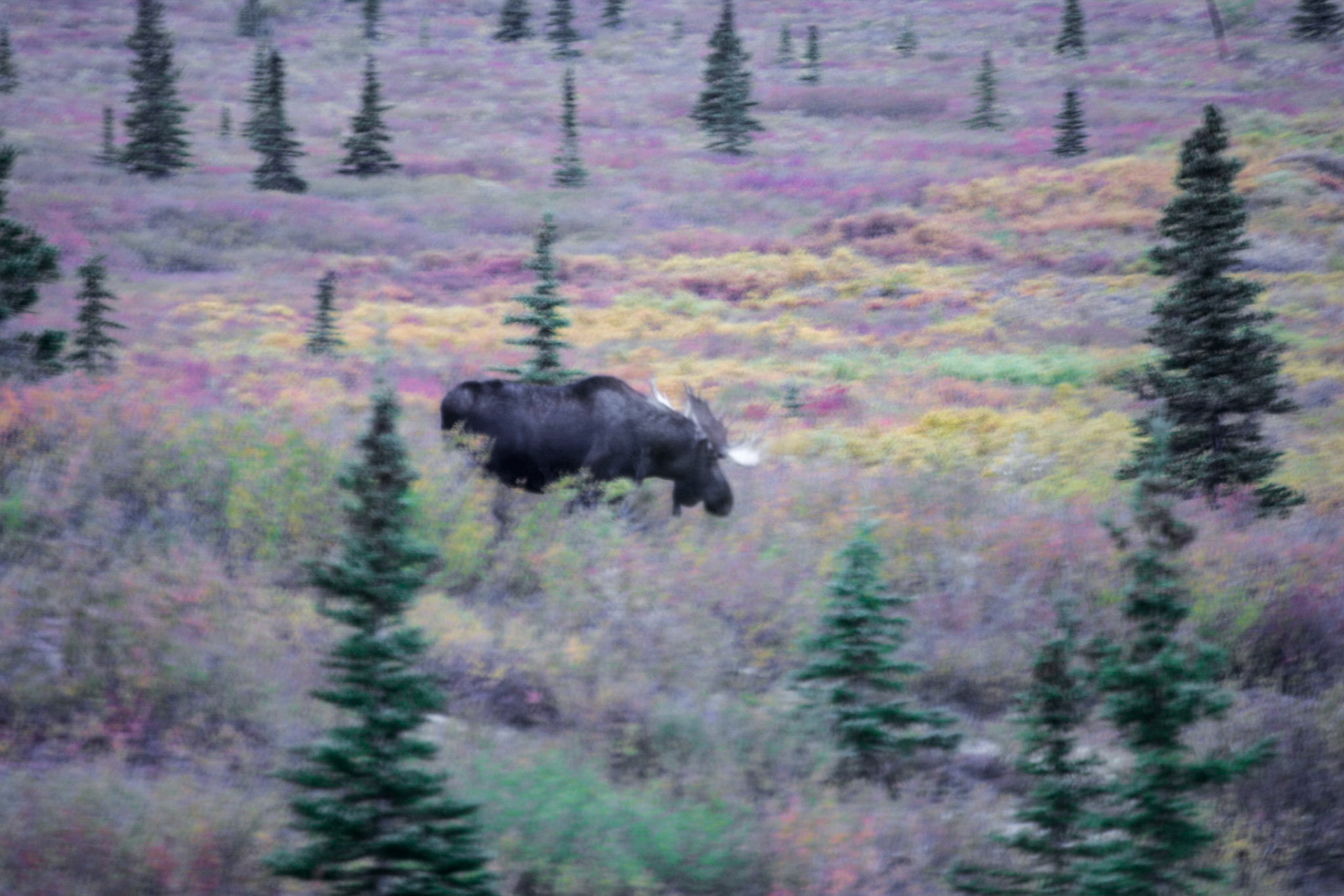 Moose grazing - Denali National Park, Alaska