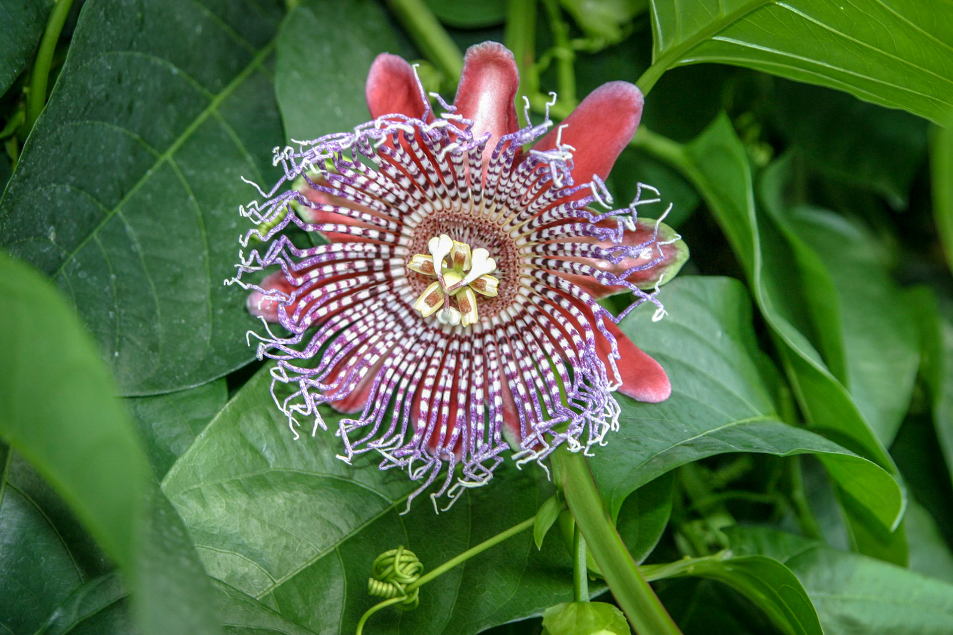 Flowers at the National Botanical Gardens - Washington DC