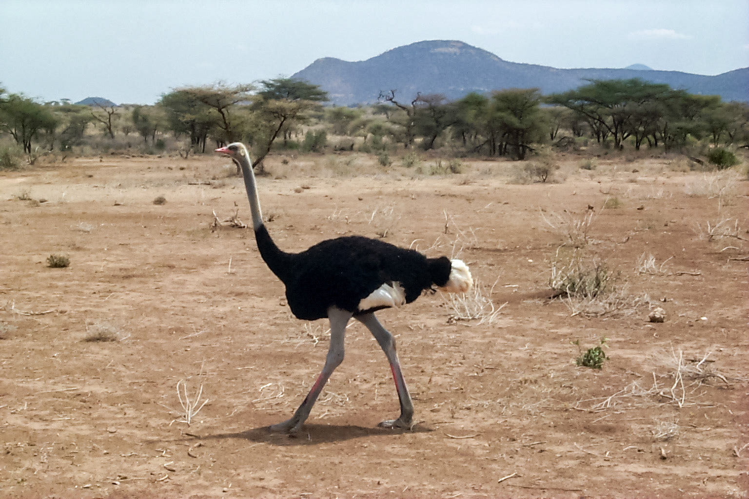 African photo safari, ostrich - Kenya