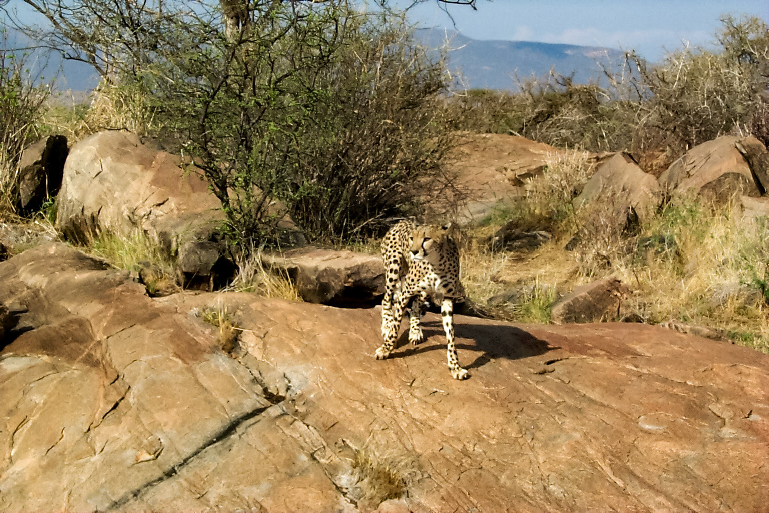 African photo. cheetah - Kenya