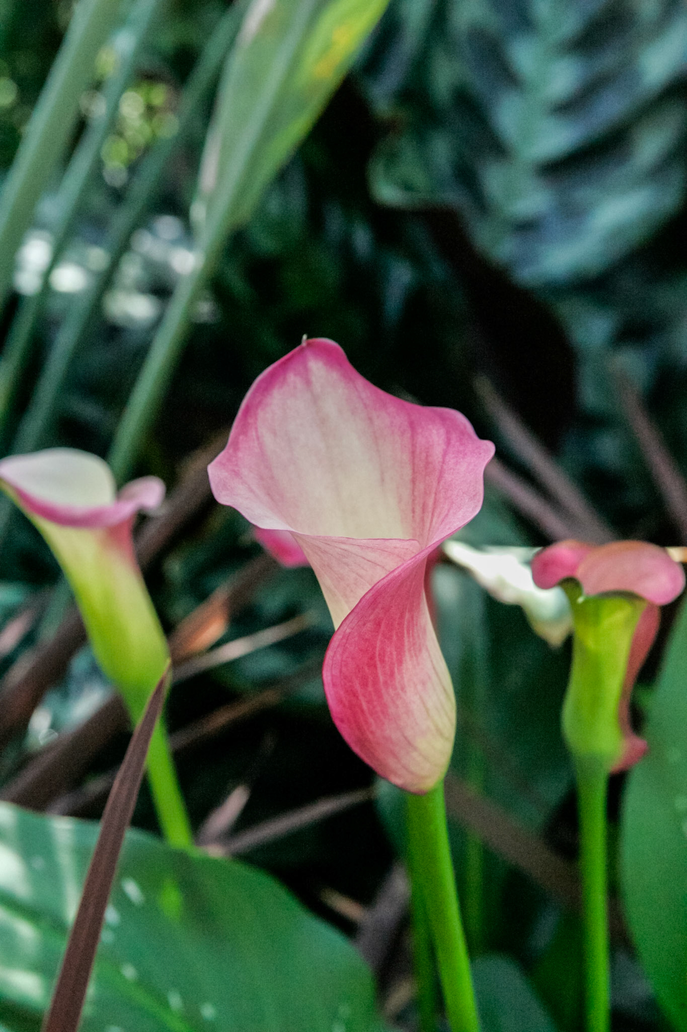 Inside the National Botanical Gardens - Washington, DC