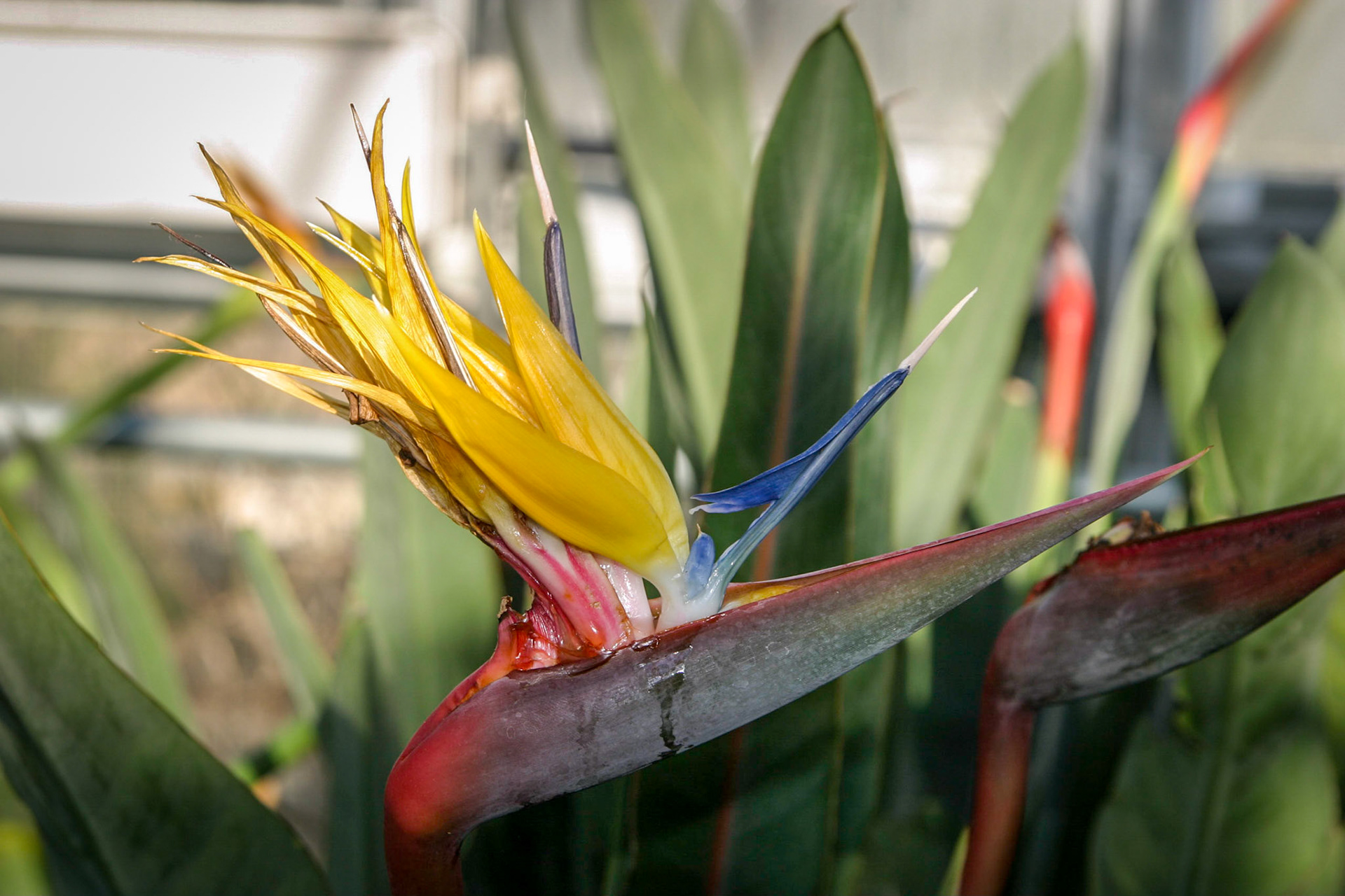 Flowers at the National Botanical Gardens - Washington DC