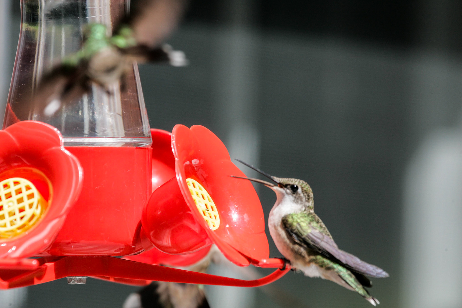 Ruby-throated humming bird - Sebec, ME