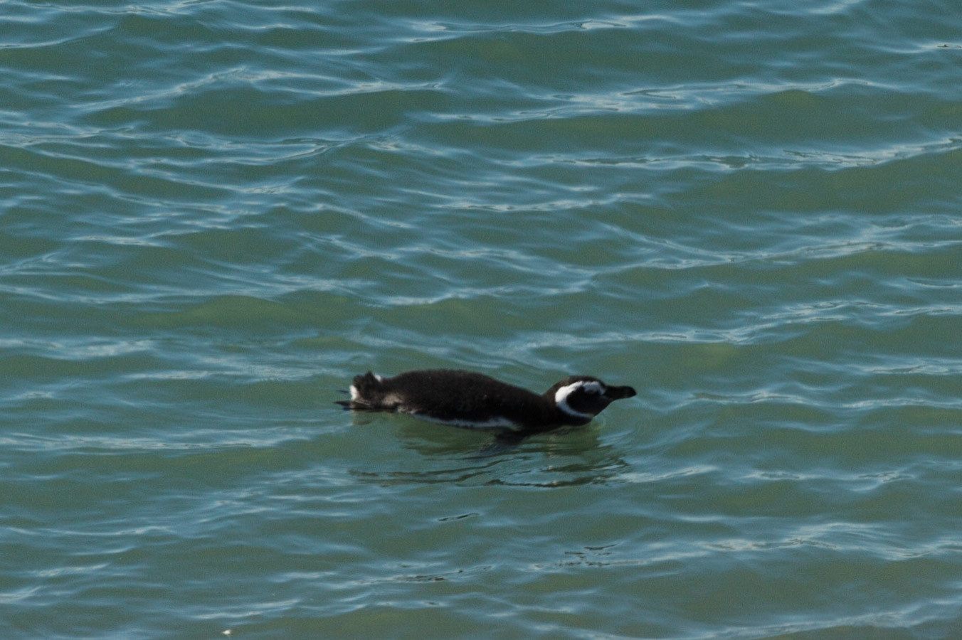 Penguin going for a swim - Puerto Madryn, Argentina