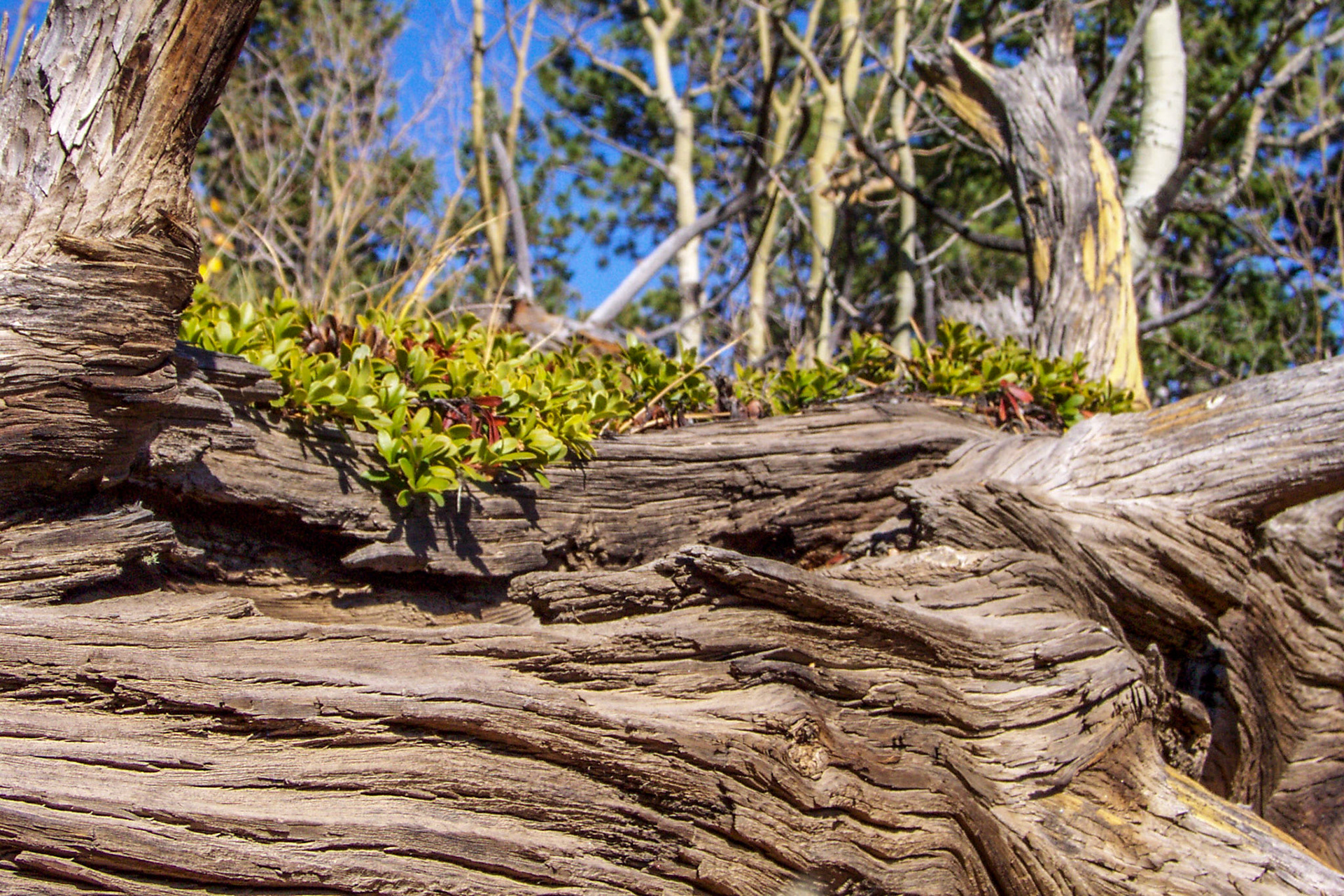 Old gnarled tree - Colorado Spring, CO