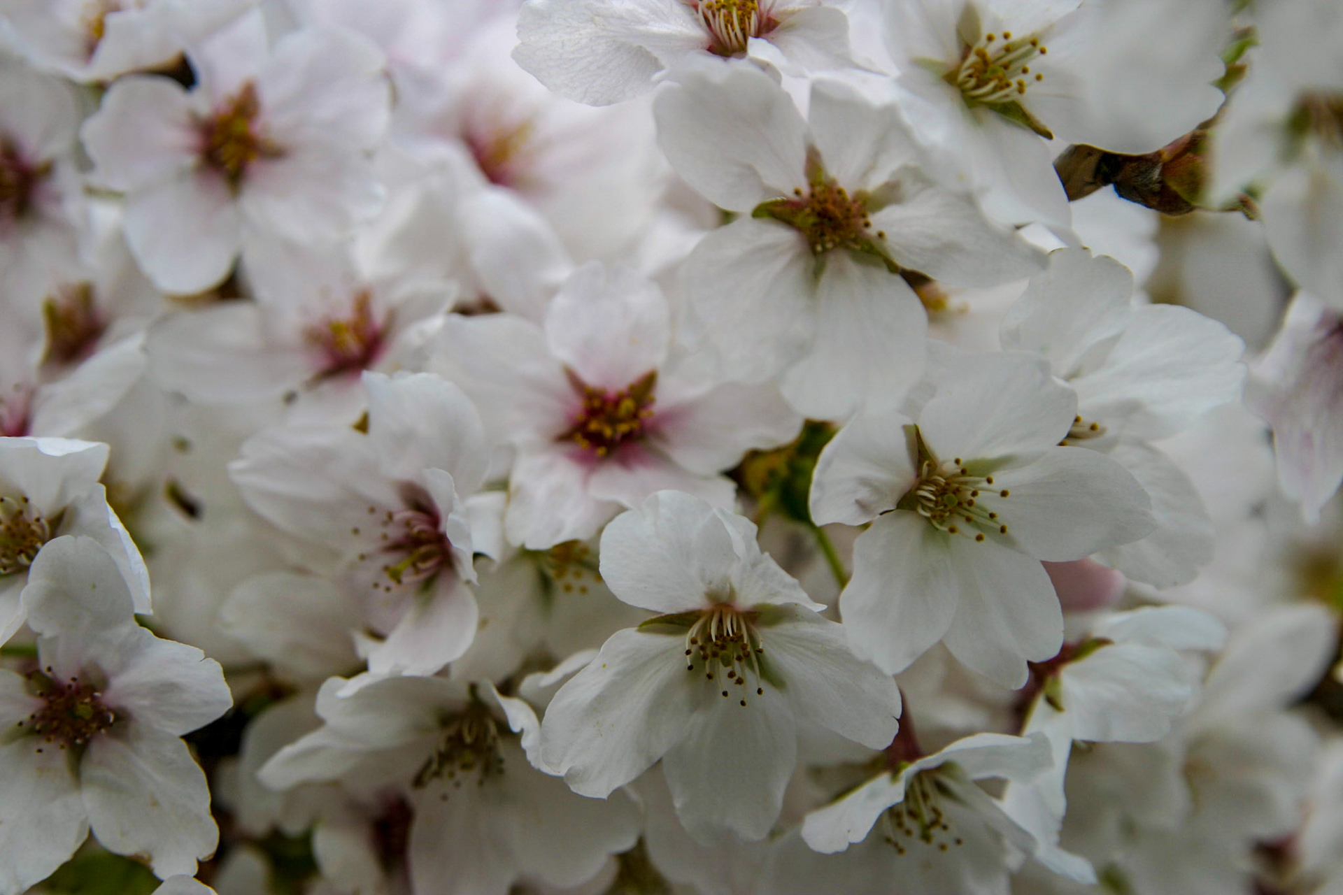 Cherry blossoms around the Tidal Basin - Washington, DC
