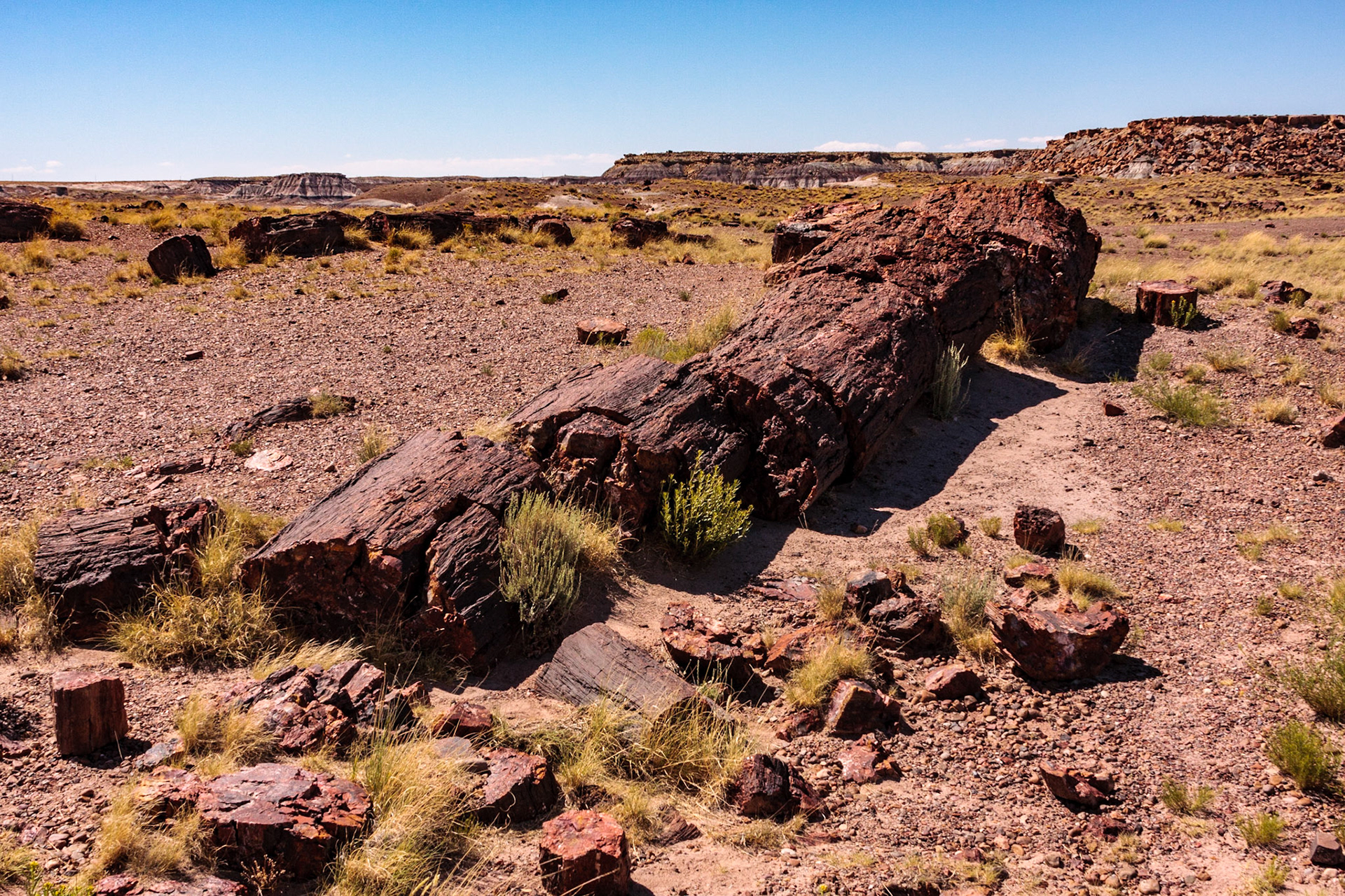 Petrified Forest National Park