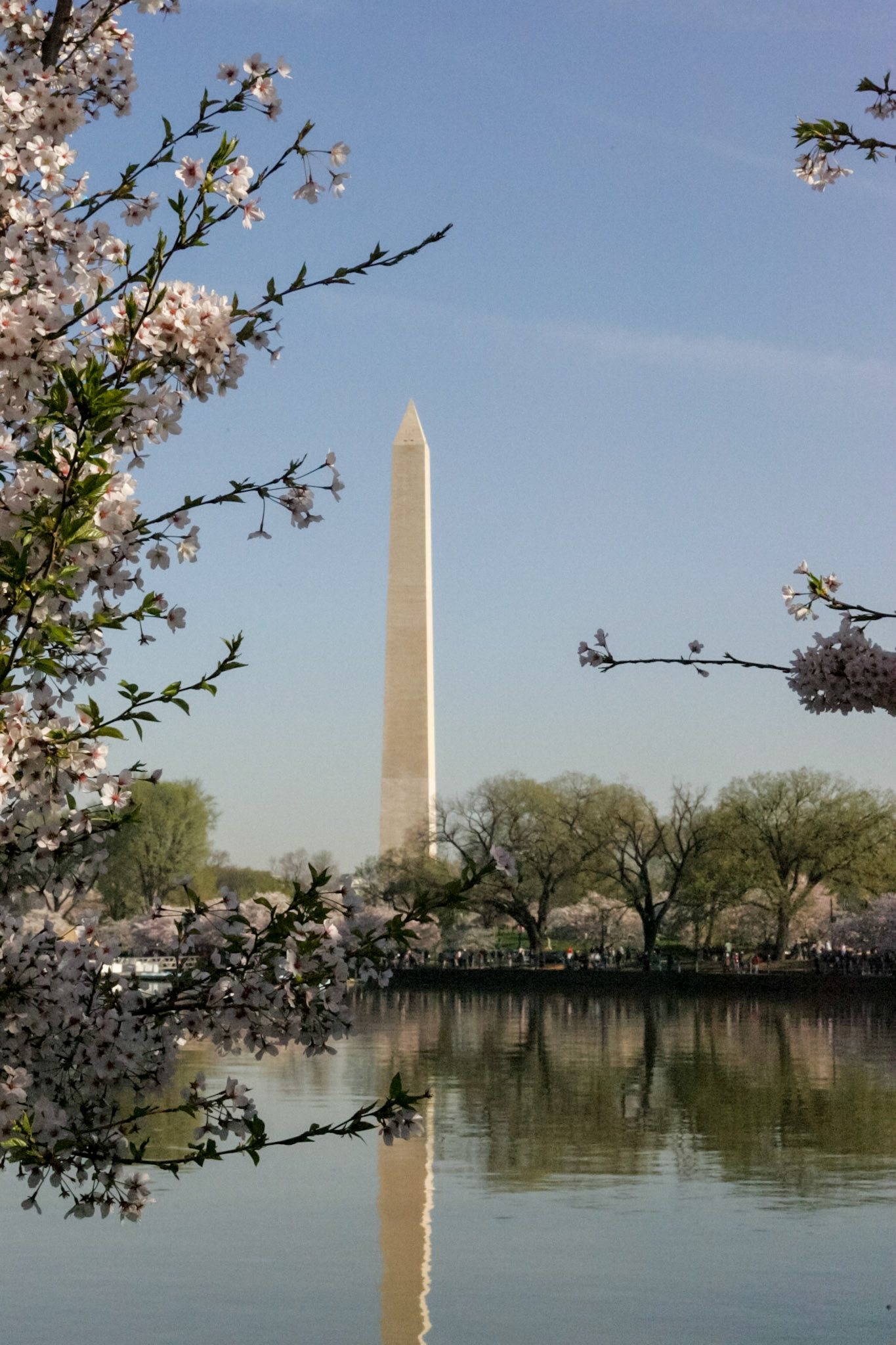 Washington Monument and Cherry blossoms - Washington, DC