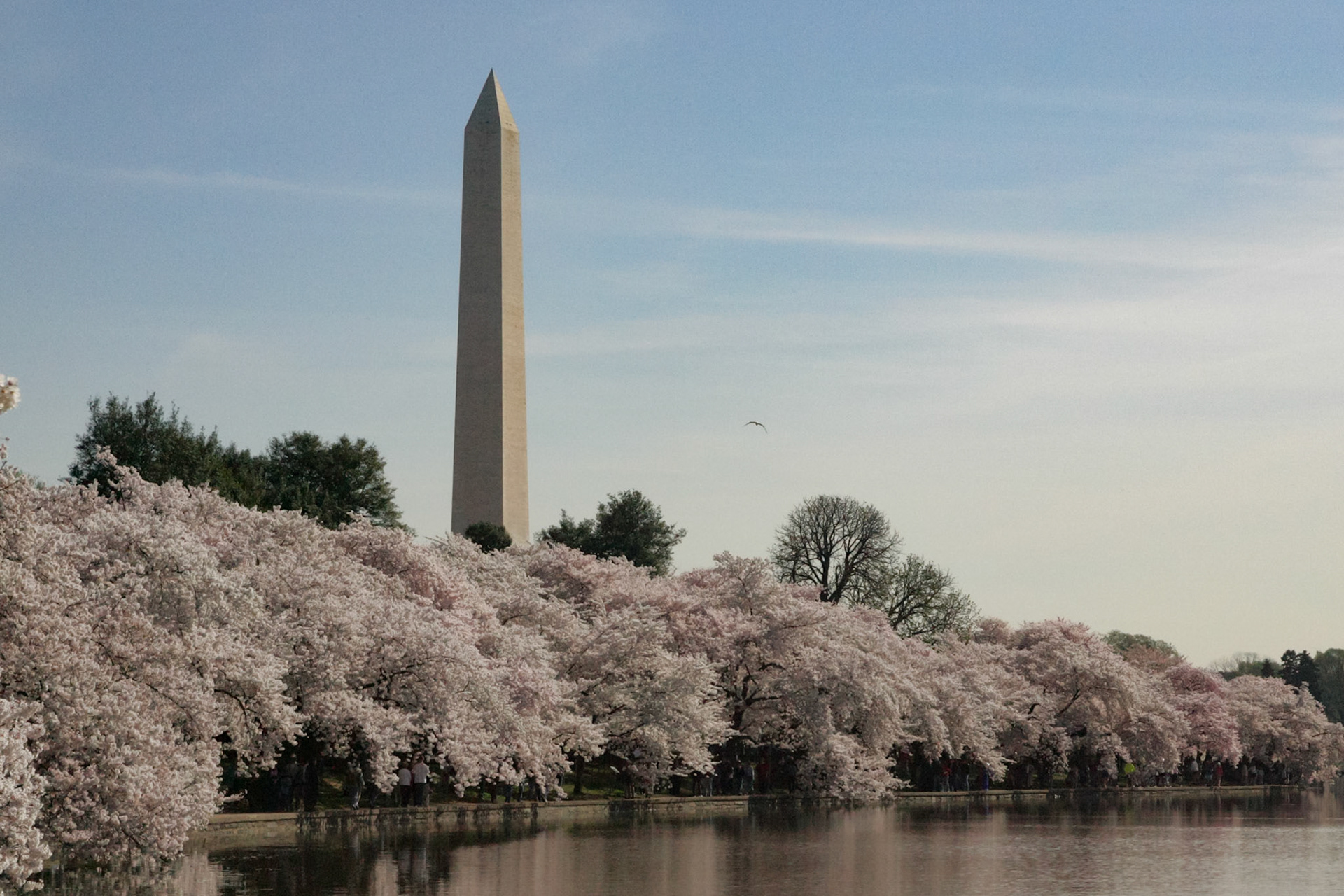 Washington Monument and Cherry blossoms - Washington, DC