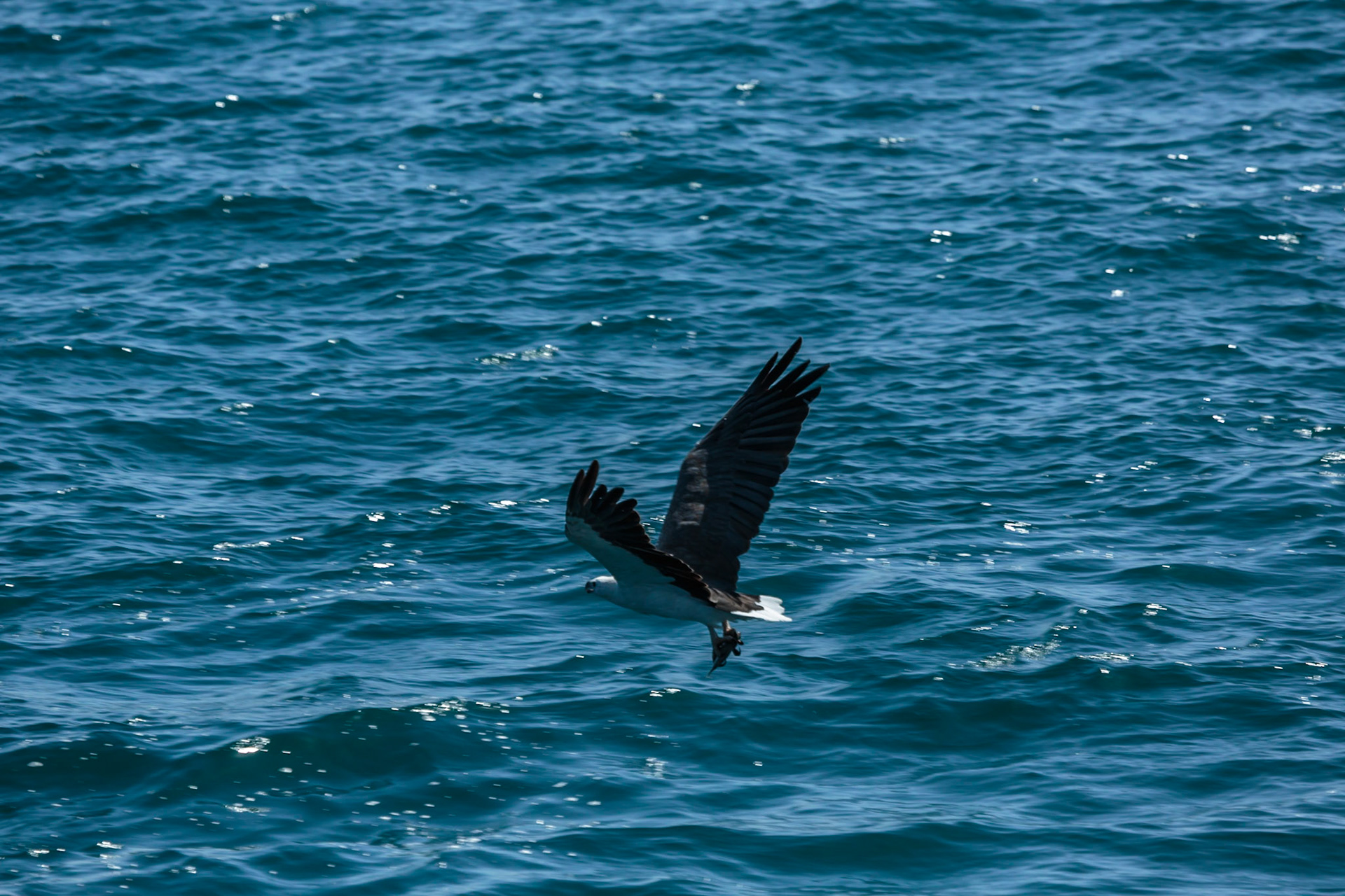 Sea Eagle plucked fish from sea - Esperance, Australia