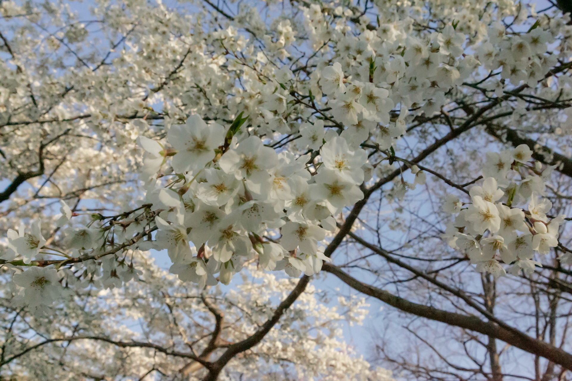 Cherry Blossoms - Washington, DC