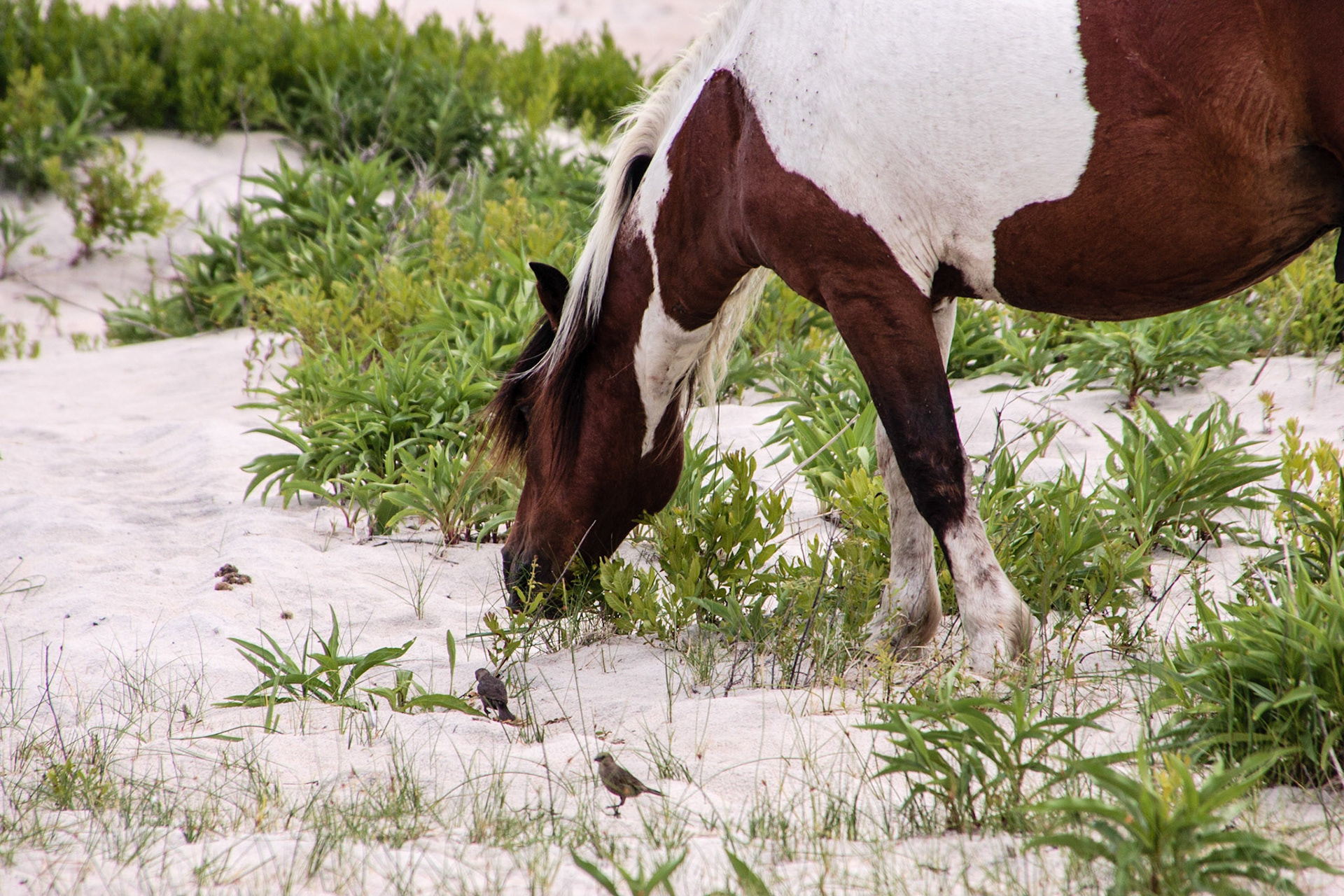 Wild horse - Assateague, Delaware
