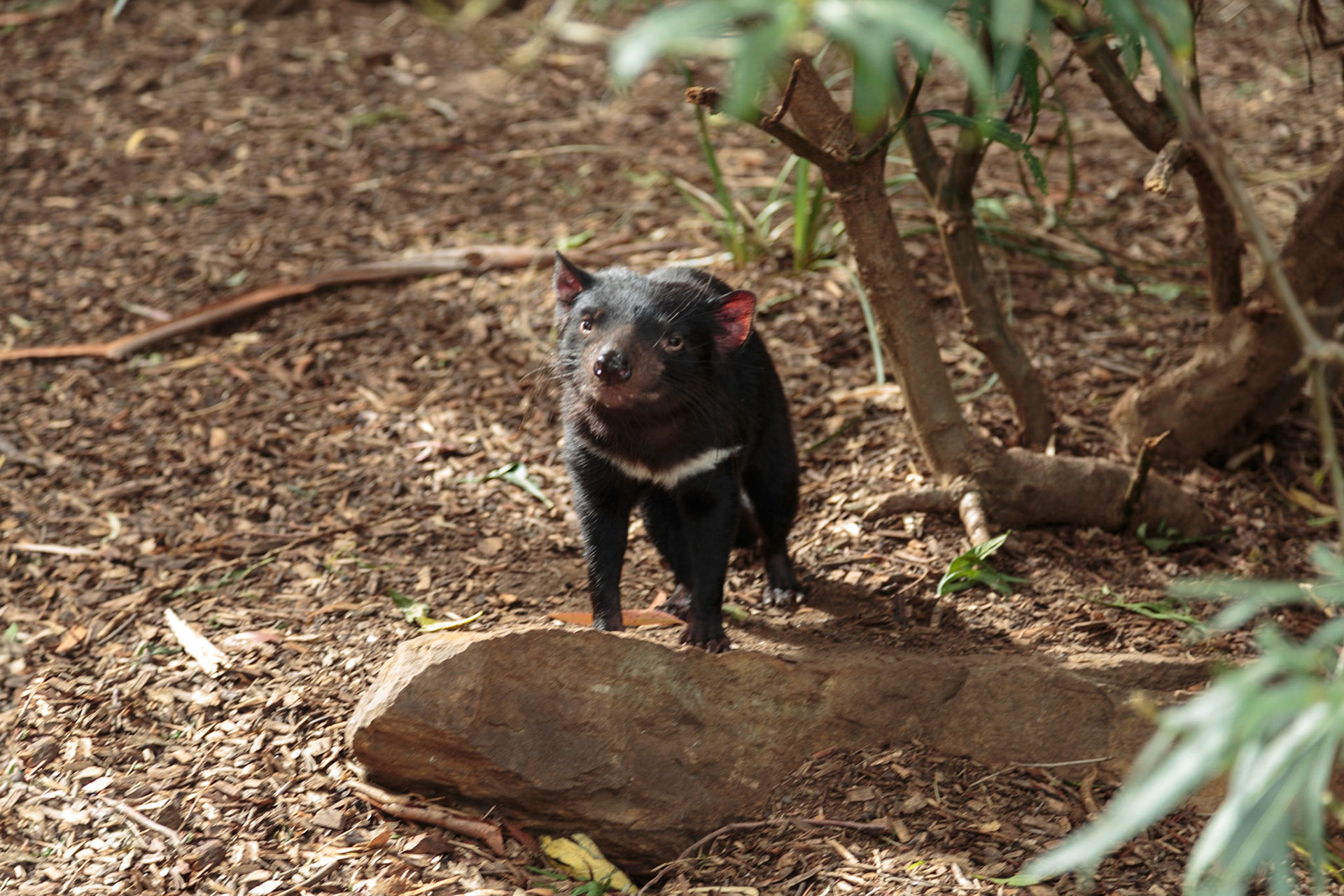 Tansmanian Devil at Bonorong Wildlife Sanctuary - Hobart, Tasmania, Australia