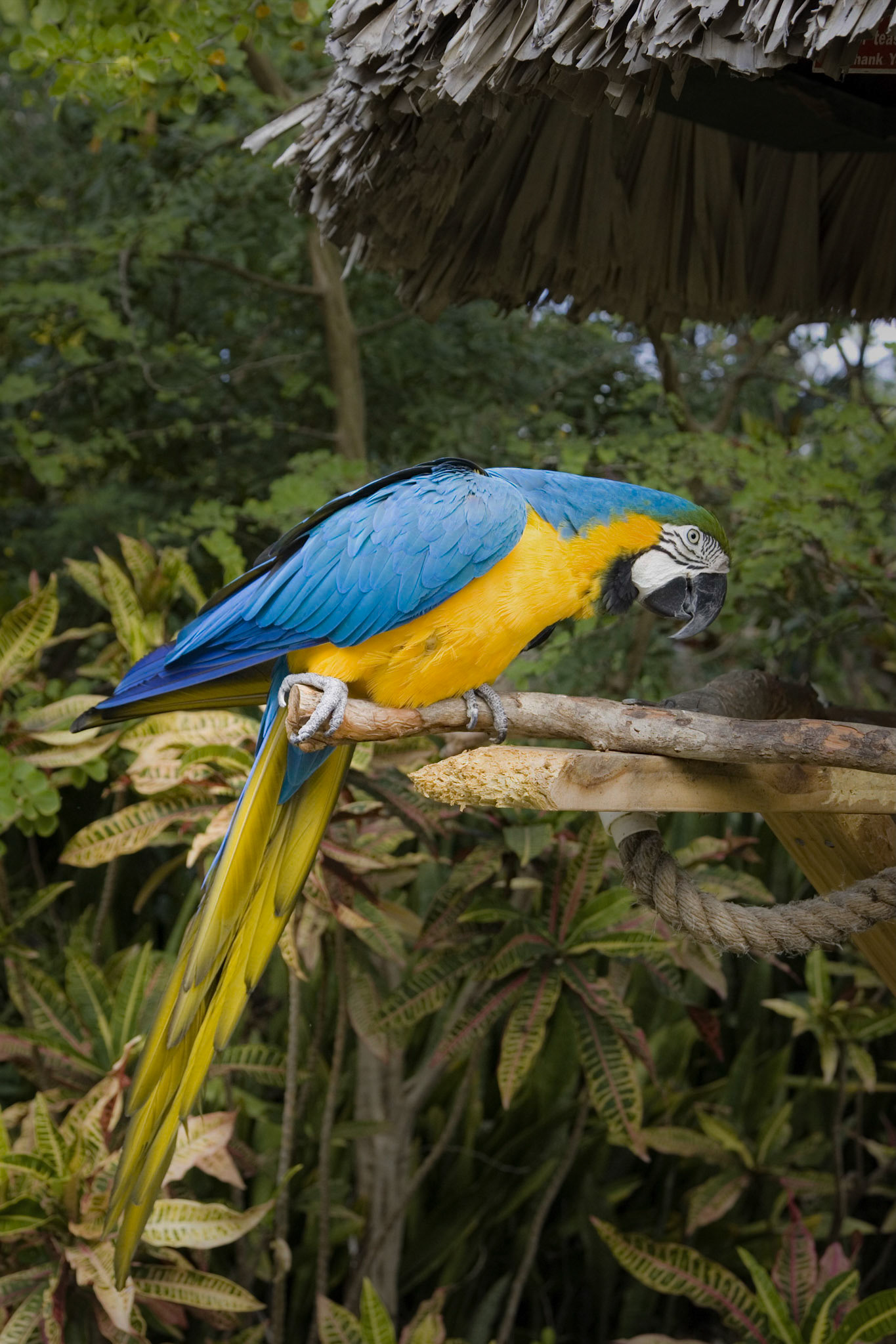 Parrot - Nassau, Bahamas