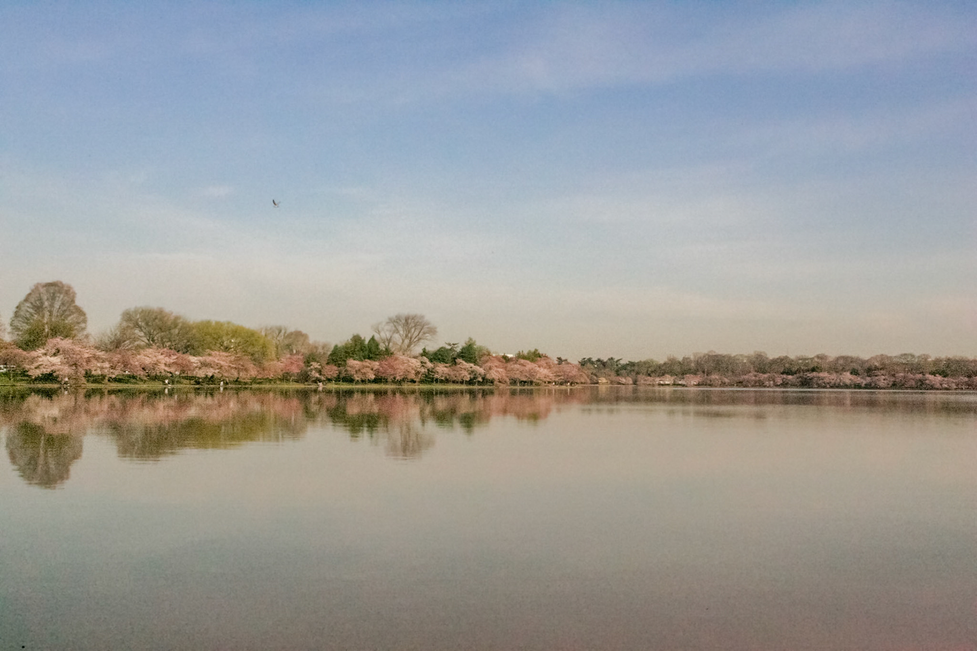 Cherry Blossoms around the Tidal Basin - Washington, DC