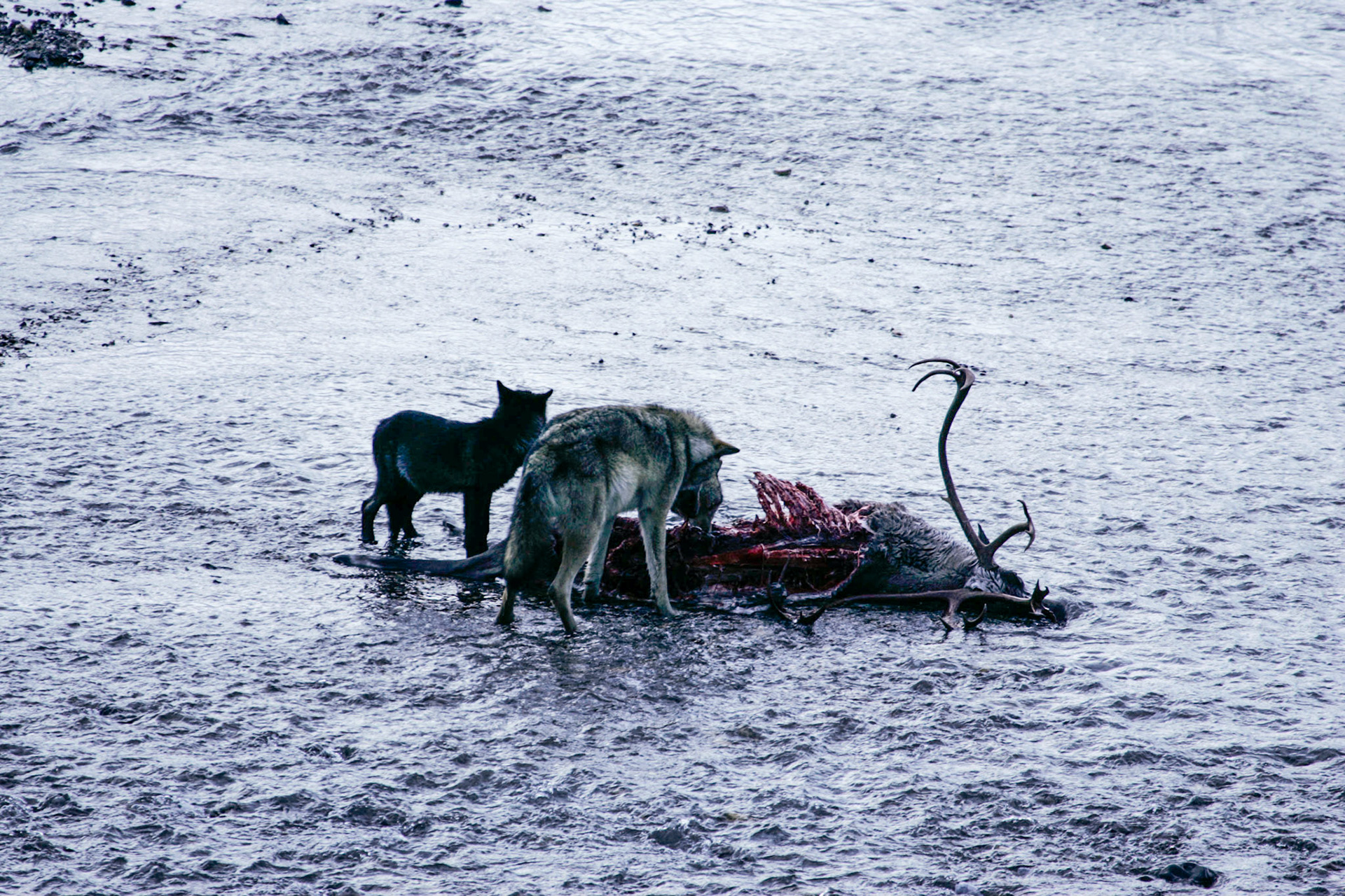 Wolves took down an elk - Denali National Park, Alaska