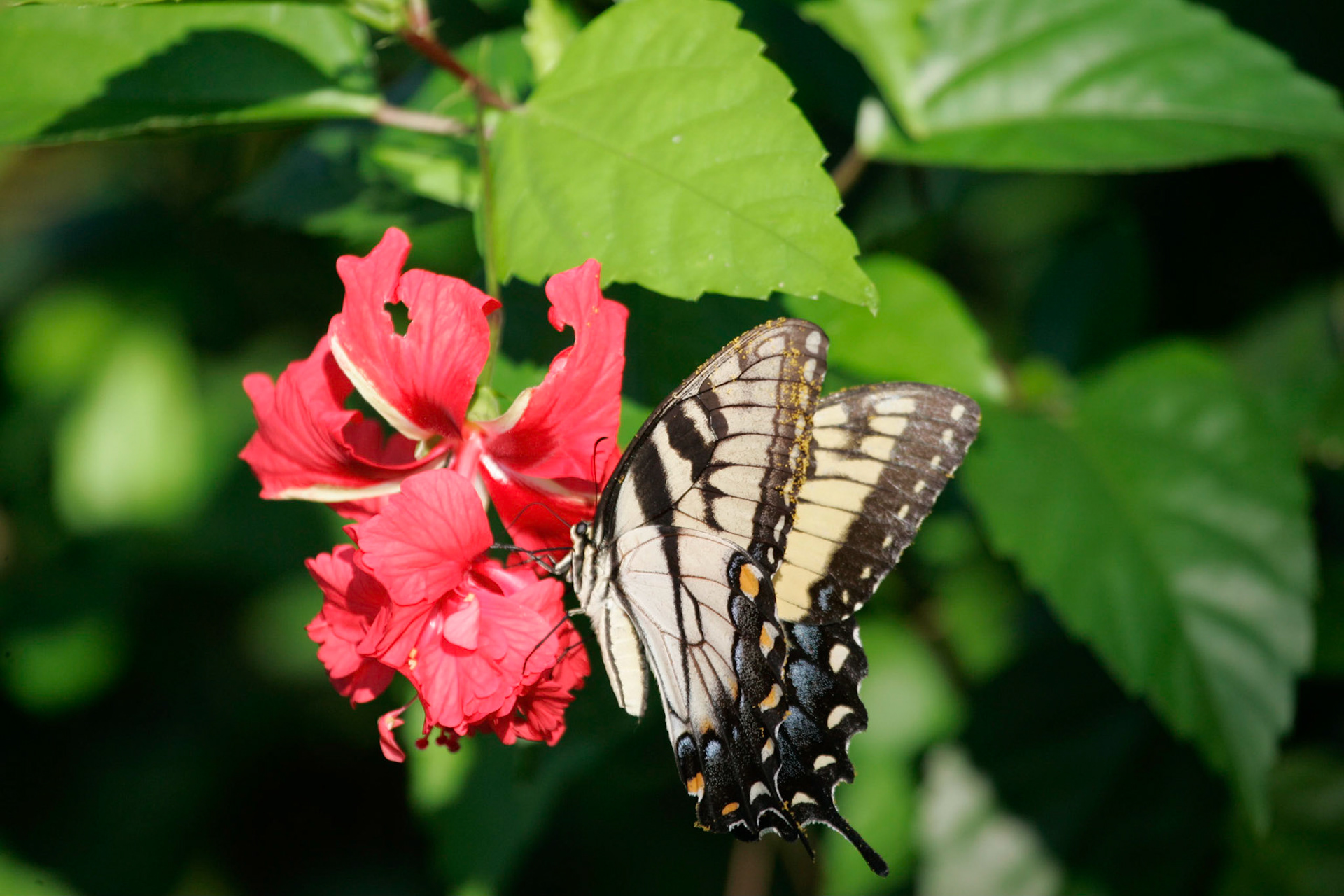 Flower with butterfly - Interlachen, FL