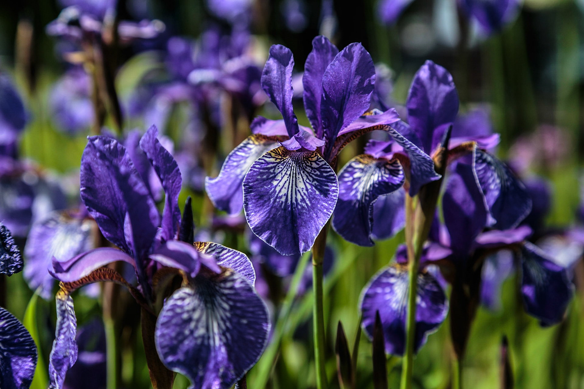 Flowers in front of the Parliament House - Quebec City, Canada