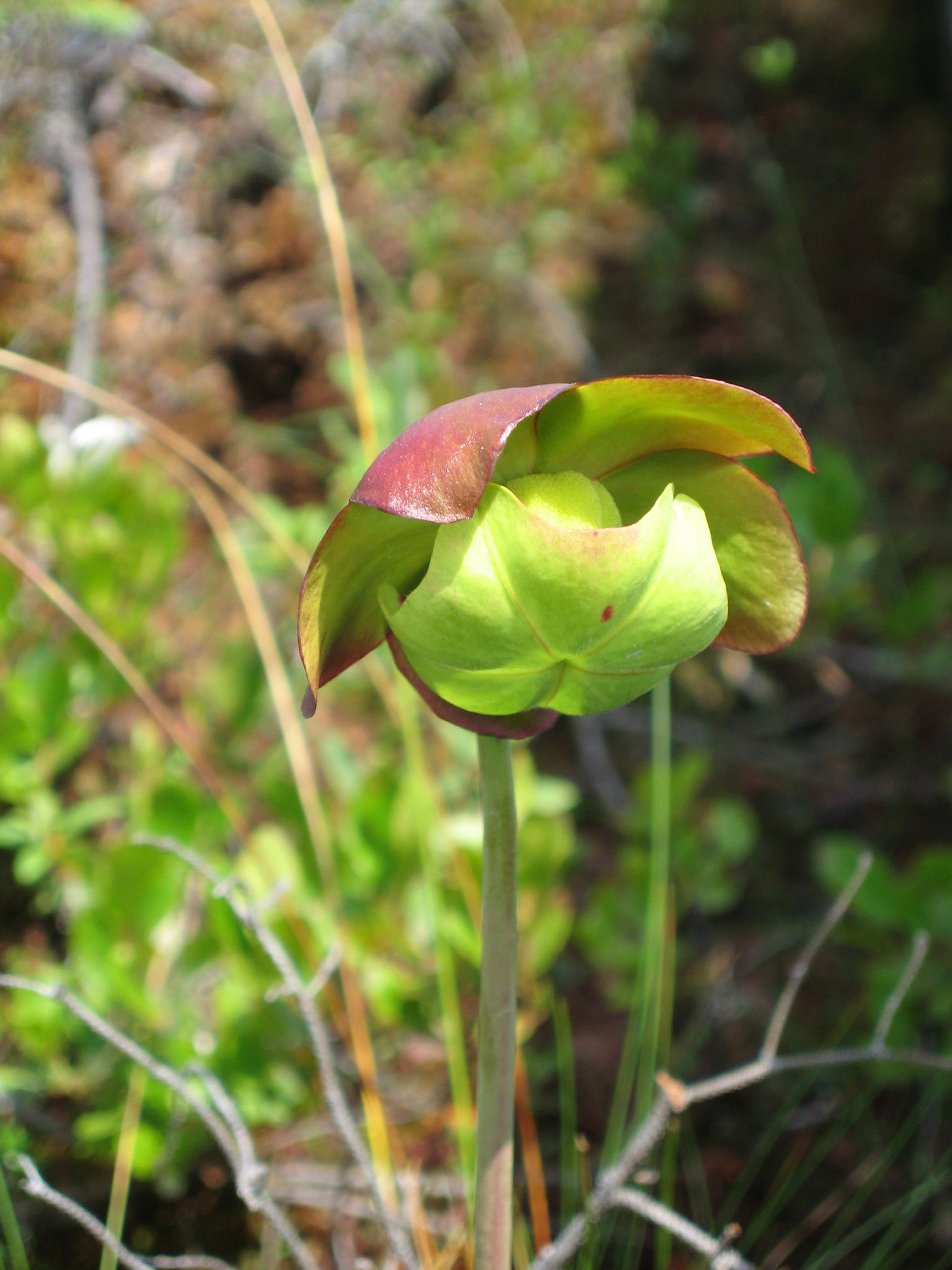 Pitcher plant flower - Bangor Bog, Bangor, ME