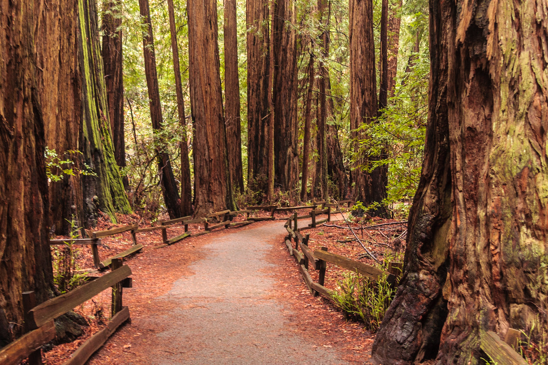 Red woods in Muir Woods, San Francisco, CA