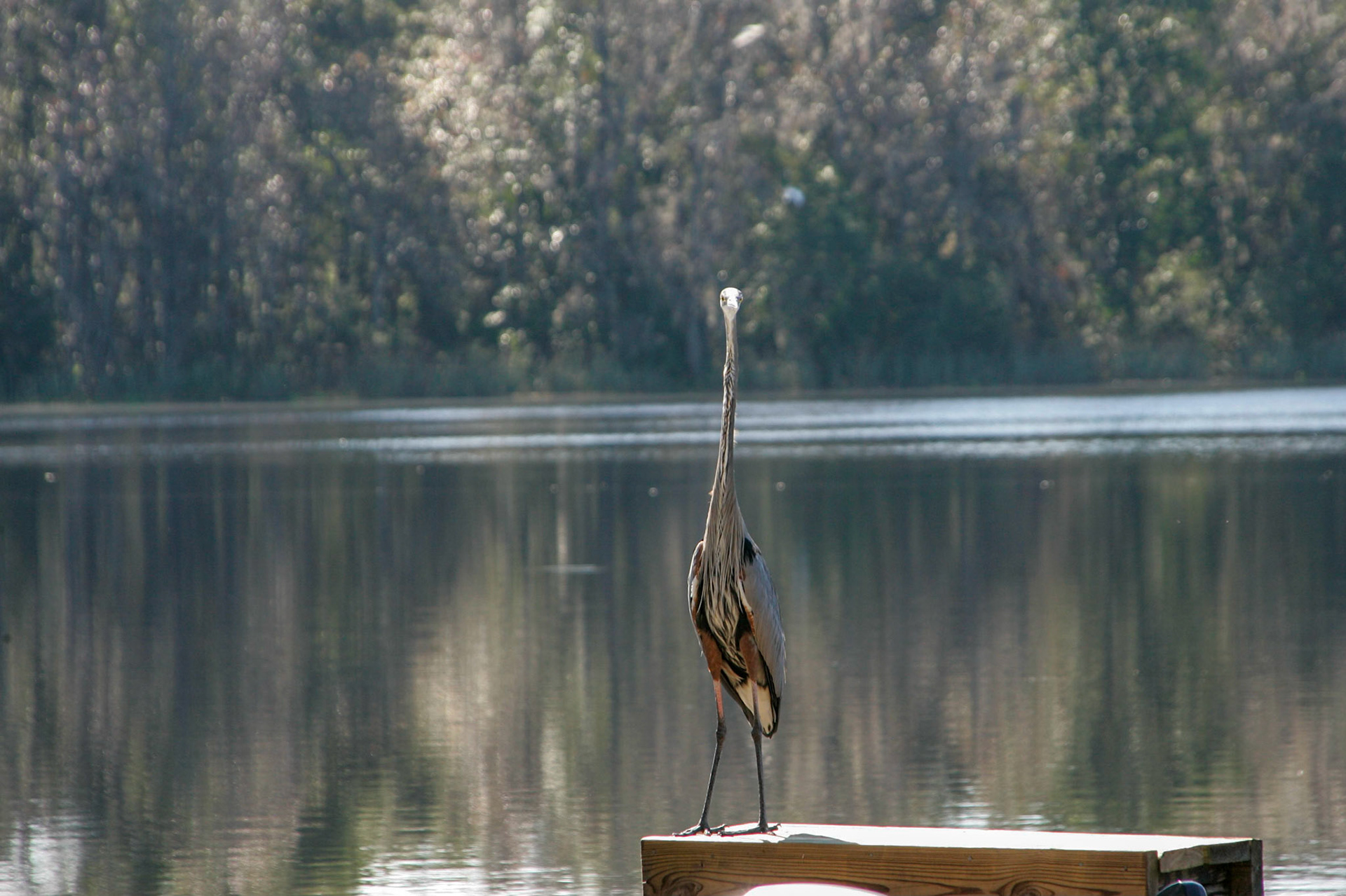 Great Blue Heron on the dock - Interlachen, FL