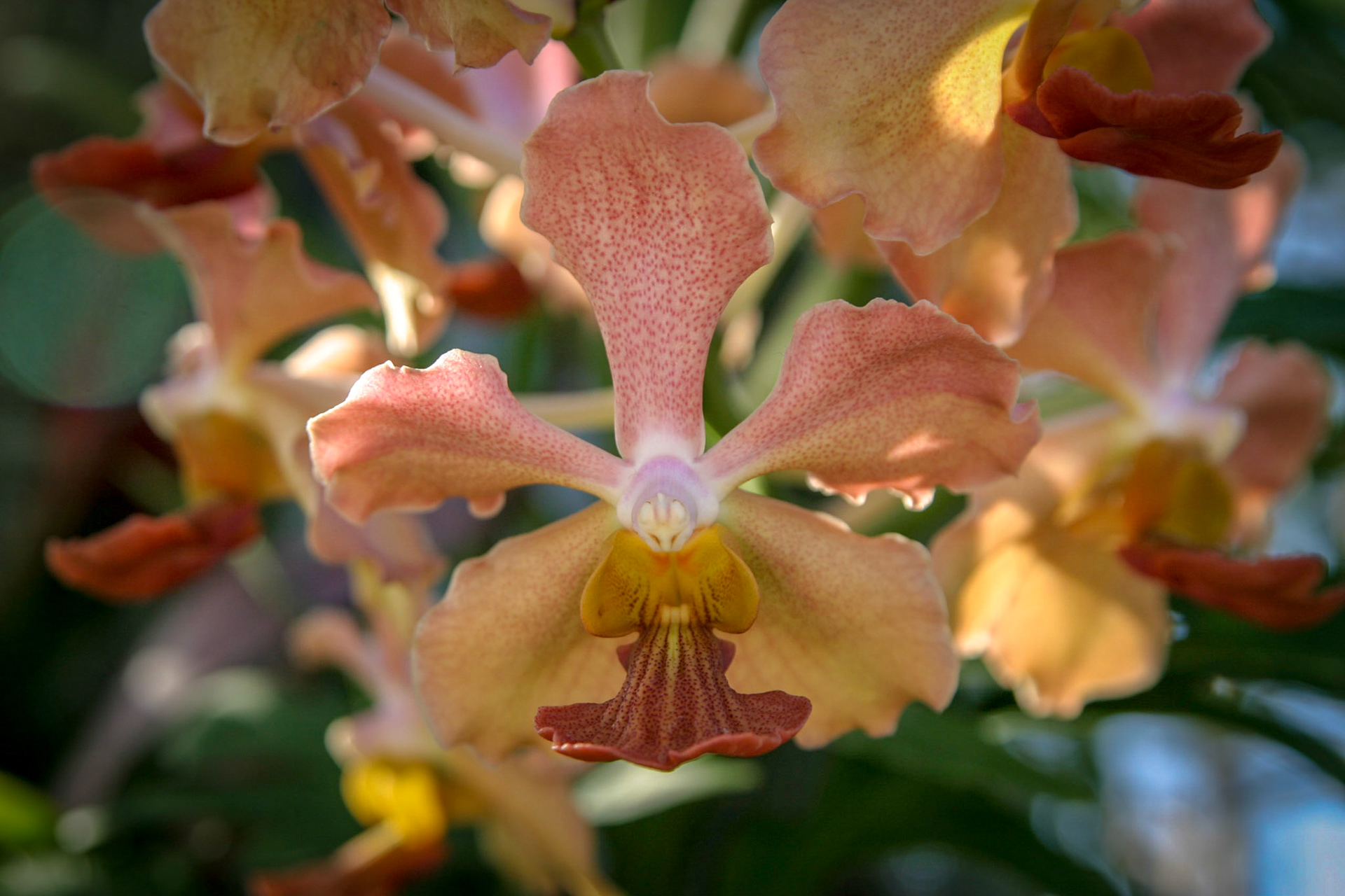 Flowers at the National Botanical Gardens - Washington DC