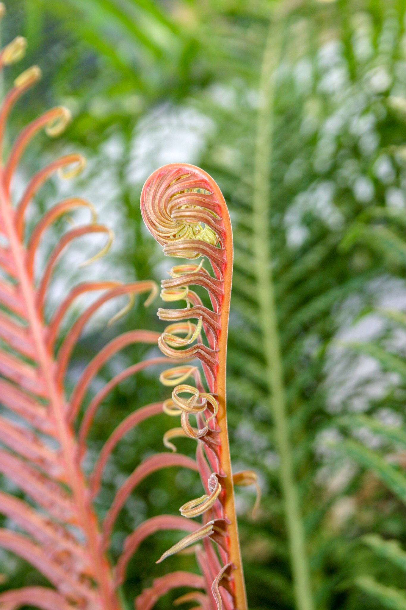 Ferns at the National Botanical Gardens - Washington DC
