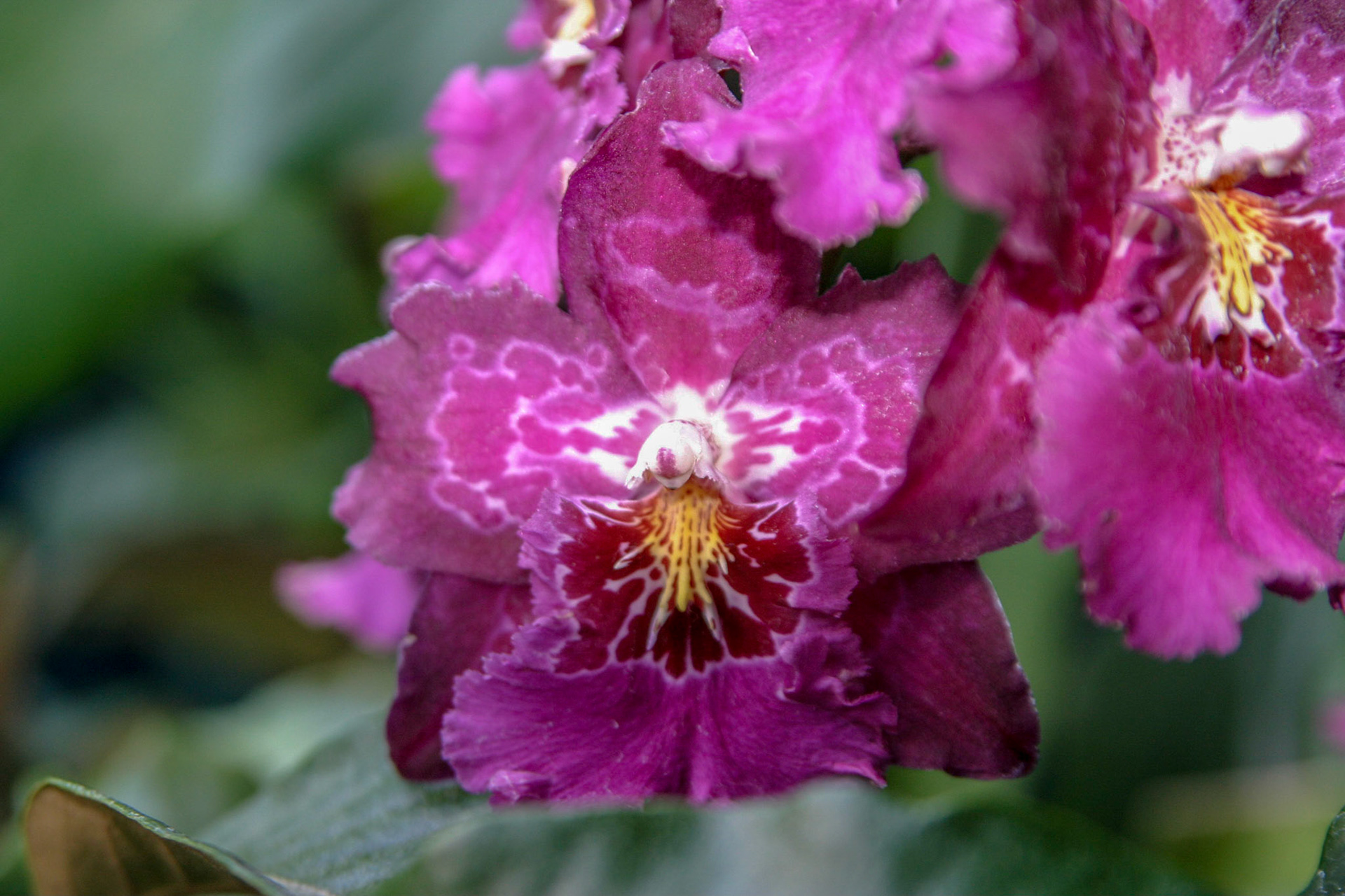 Orchids at the National Botanical Gardens - Washington DC