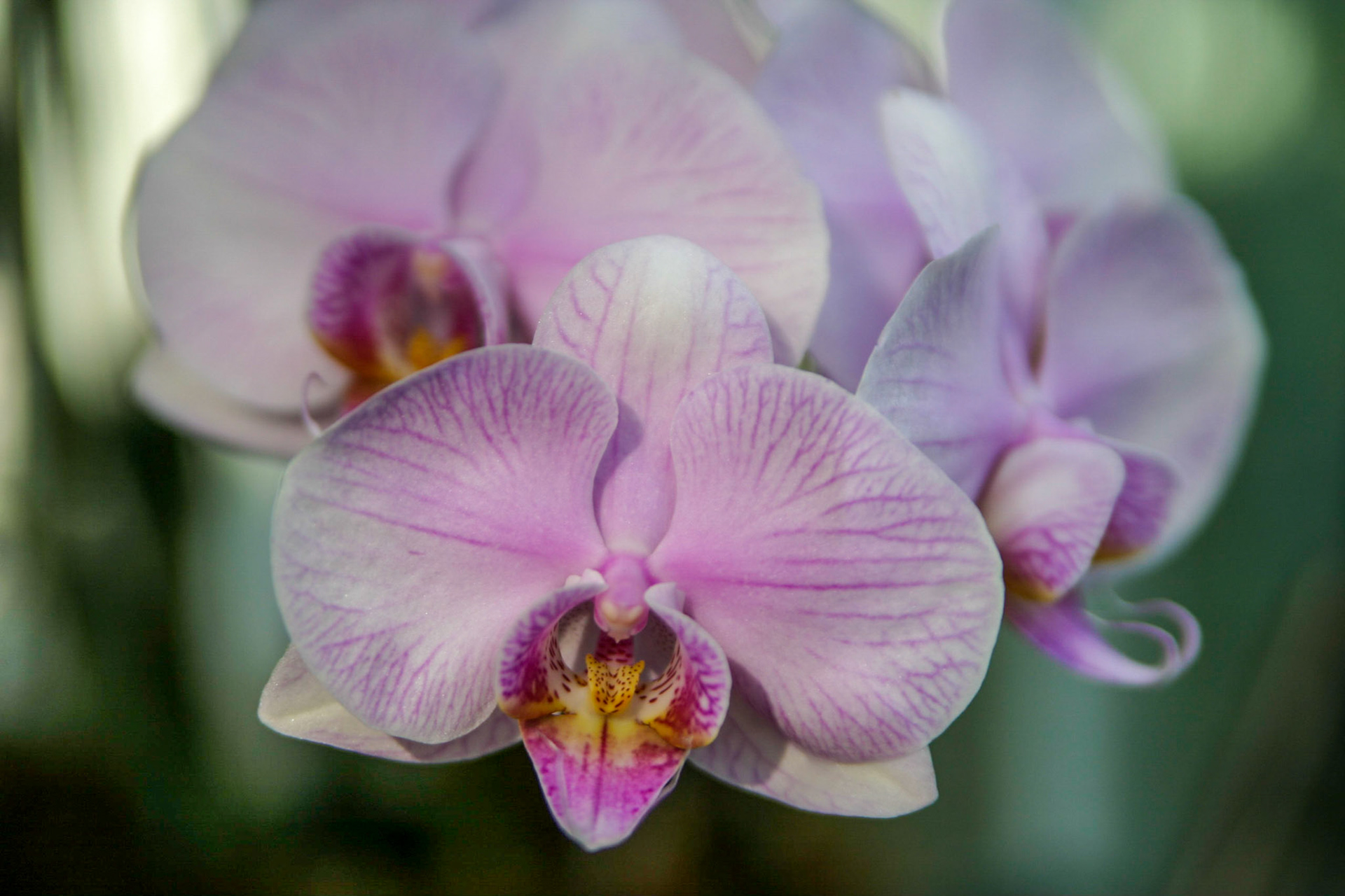 Orchids at the National Botanical Gardens - Washington DC