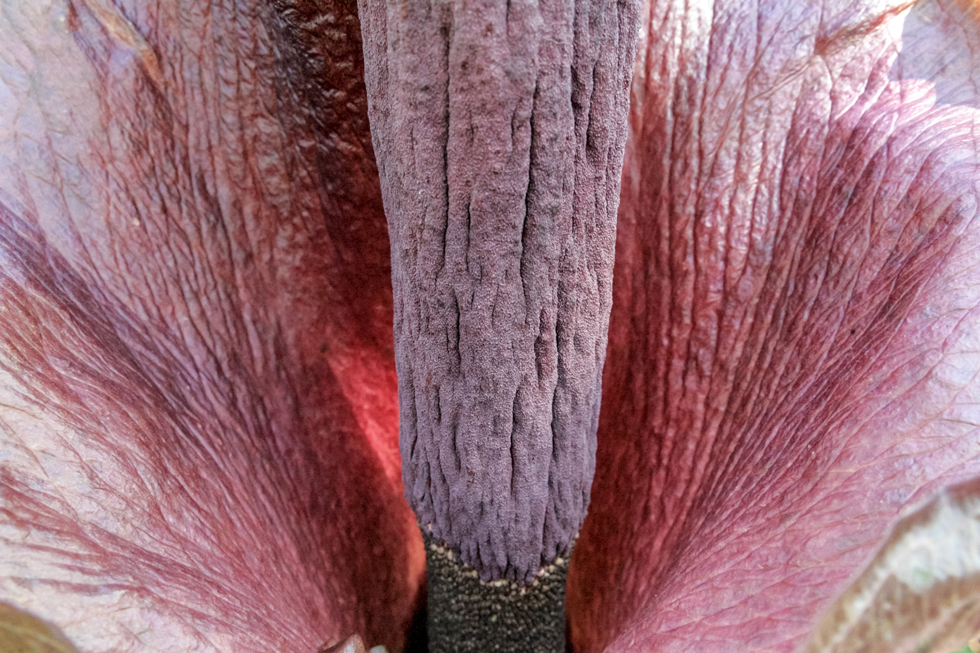 Inside the National Botanical Gardens - Washington, DC