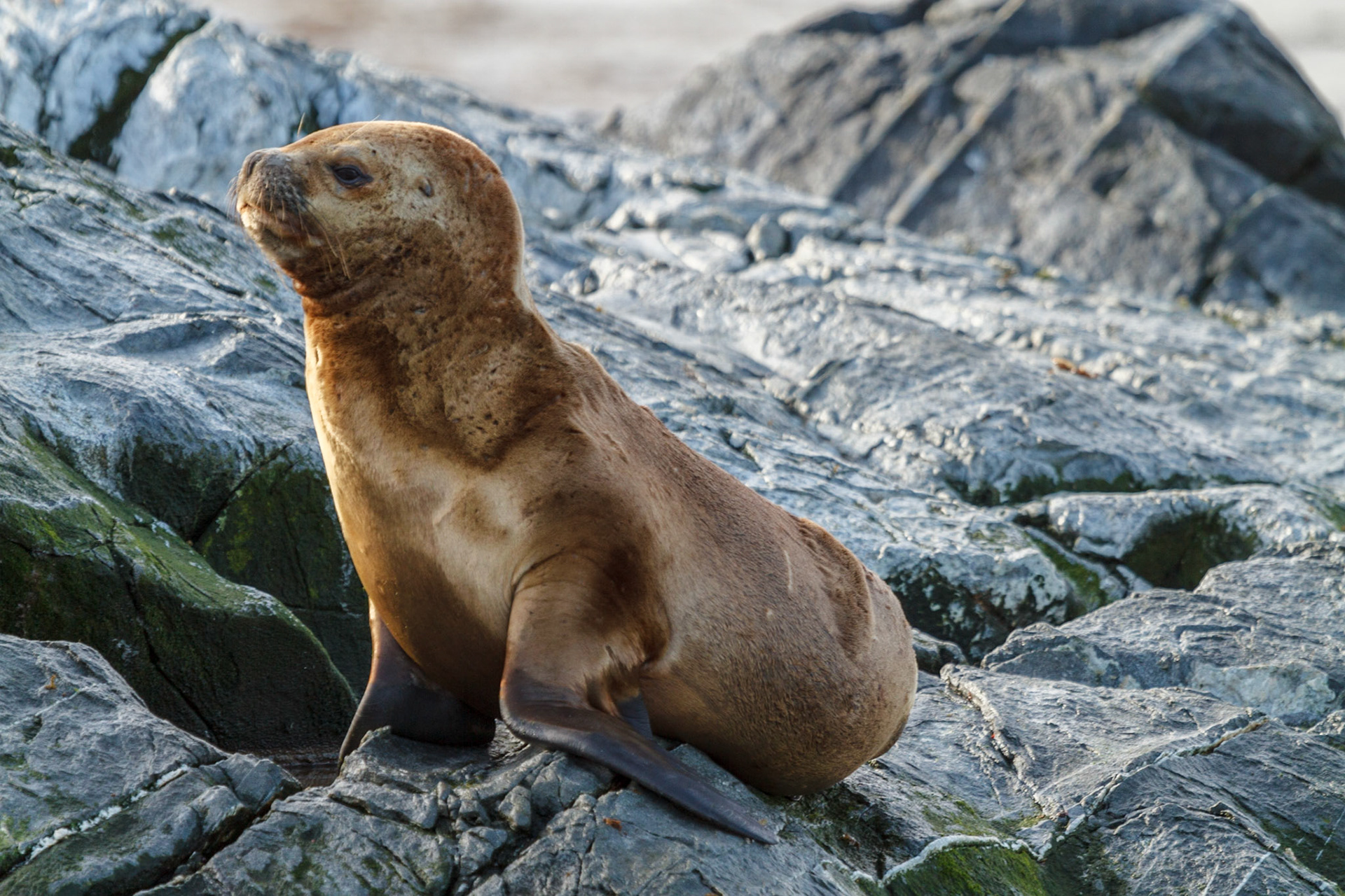 Sea Lion pup - Ushuaia, Argentina