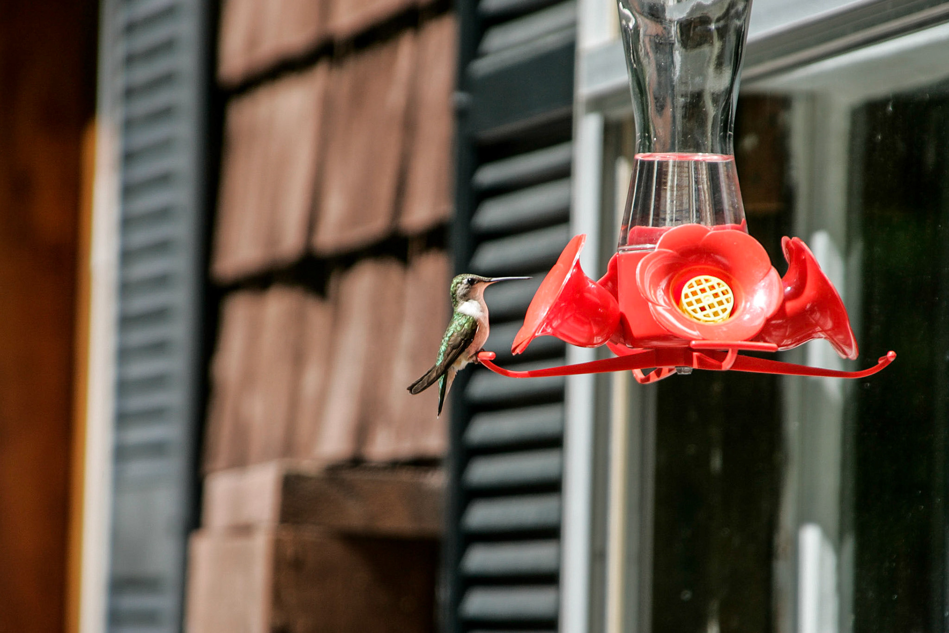 Ruby-throated humming bird - Sebec, ME