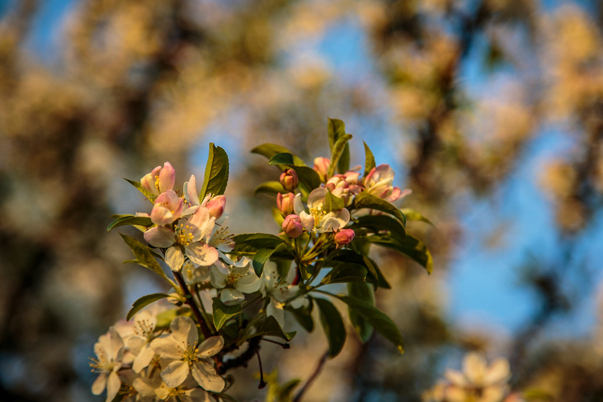 Apple Blossoms