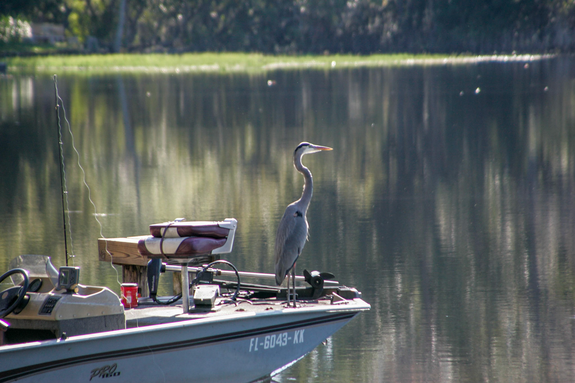 Great Blue Heron fishing from the boat - Interlachen, FL