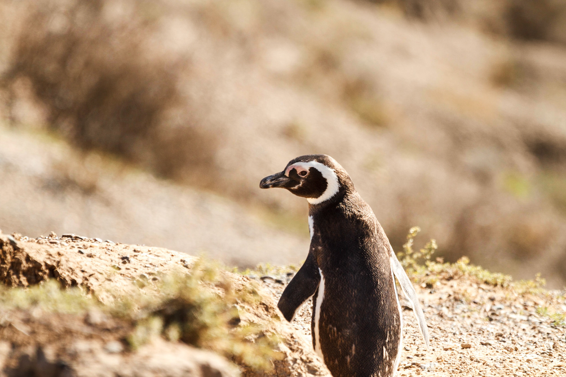 Penguin on the beach - Puerto Madryn, Argentina