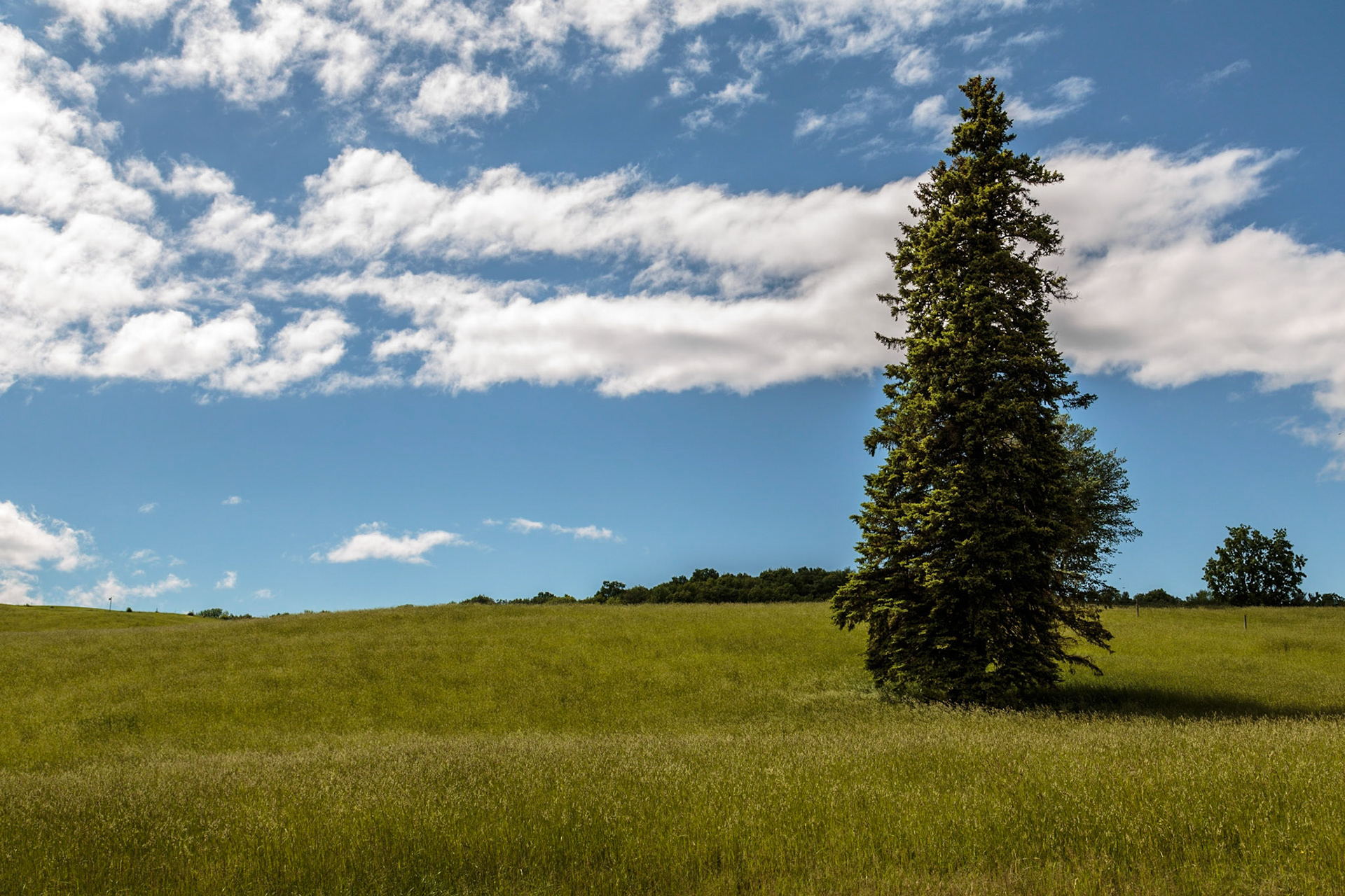 Lone tree - Shelburne Farms, Shelburne, VT